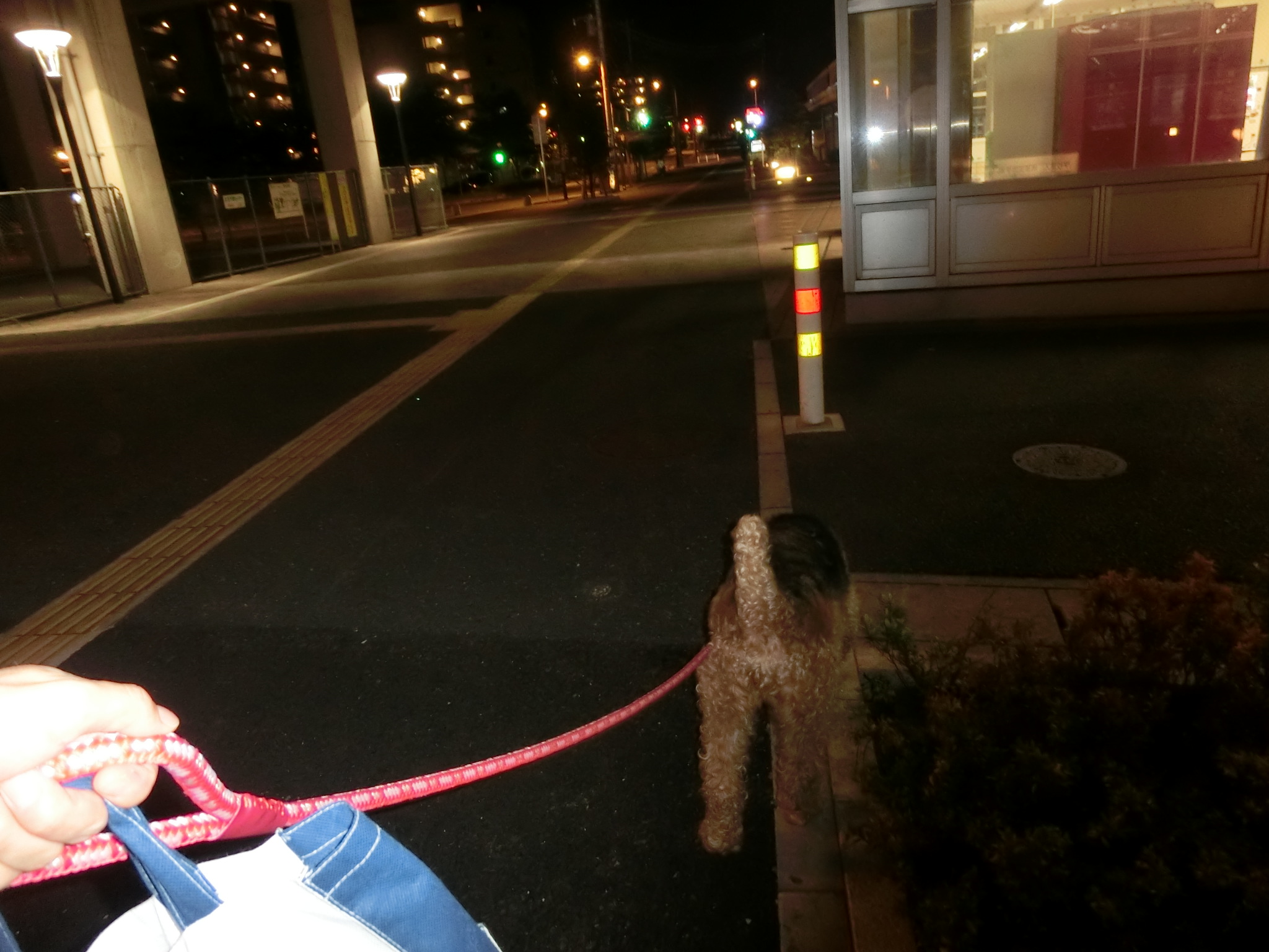 アンジー夜 アンジー夜