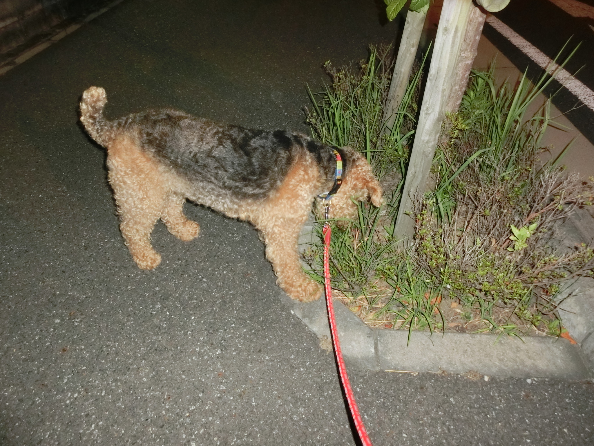 アンジー夜2 アンジー夜2