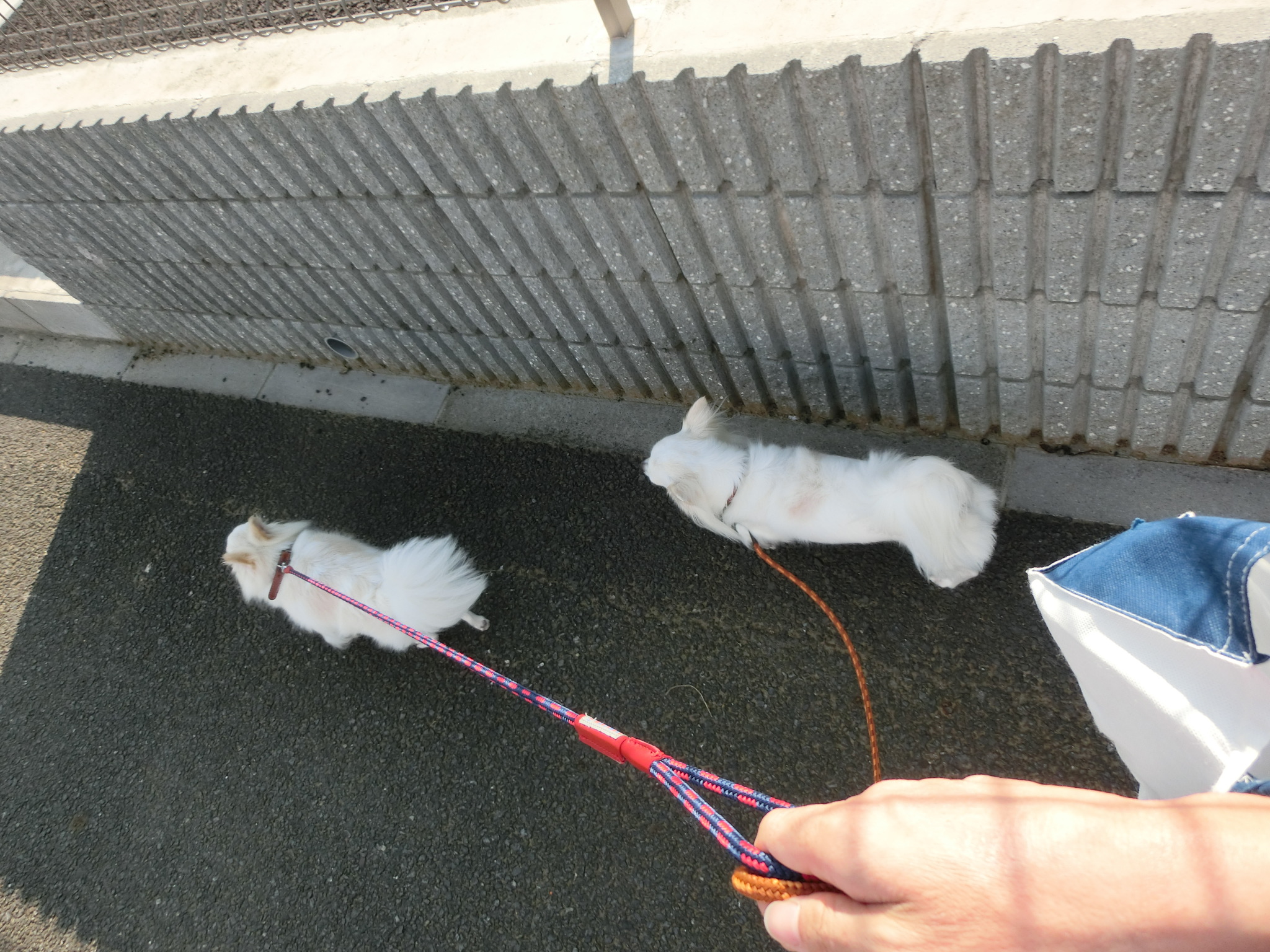 ハッチきゅう ハッチきゅう