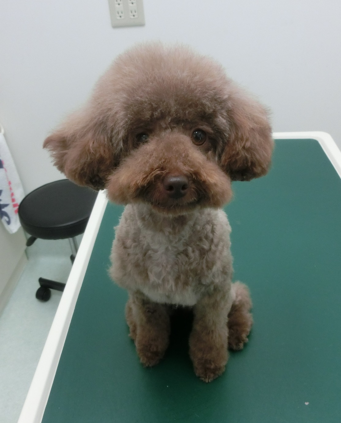 161205COCO1 161205COCO1