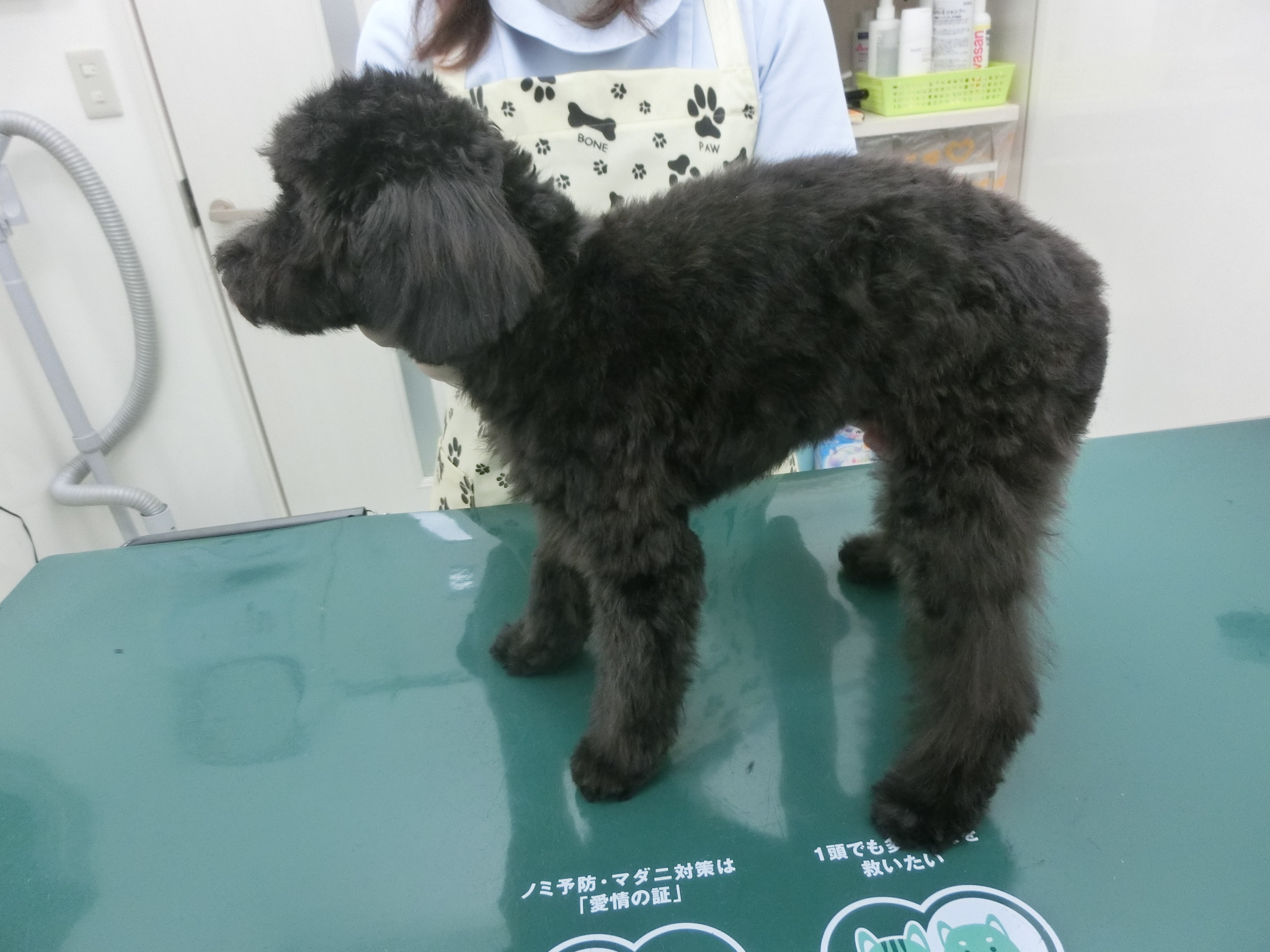 170127ゴマ2 170127ゴマ2