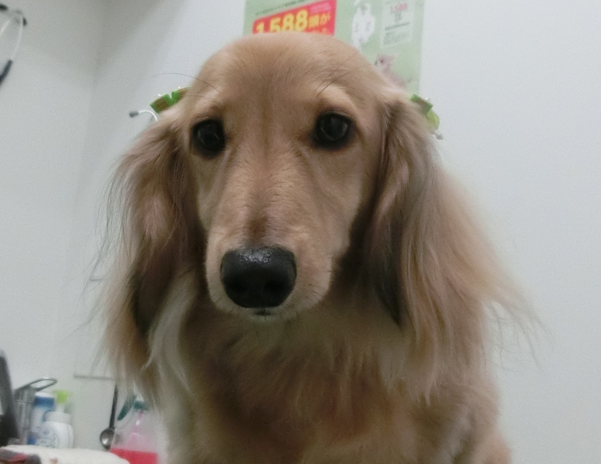 190714ピノちゃん 190714ピノちゃん