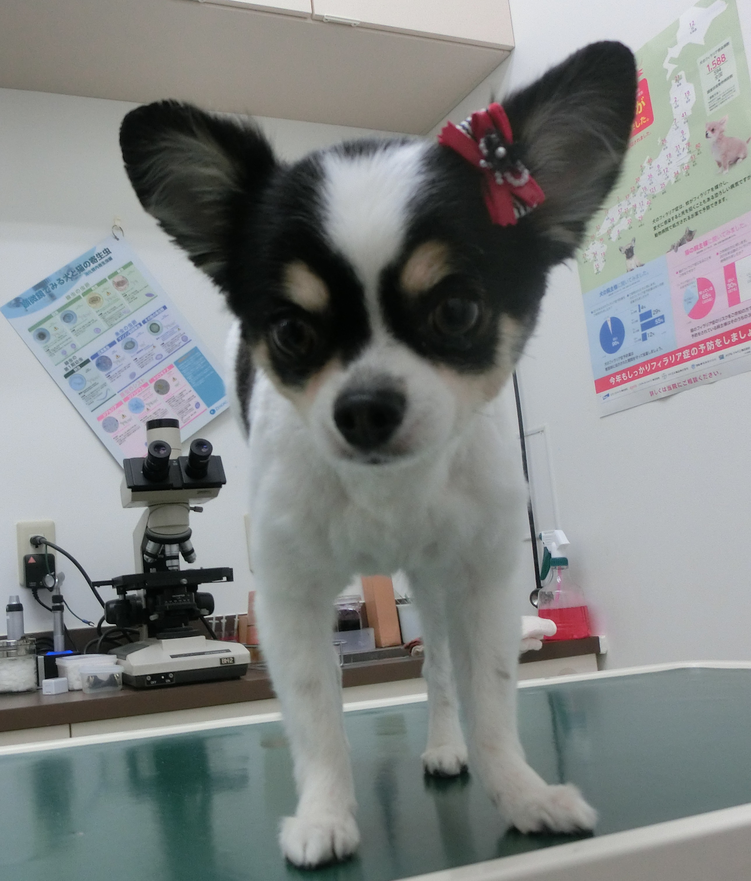 190714まろちゃん 190714まろちゃん