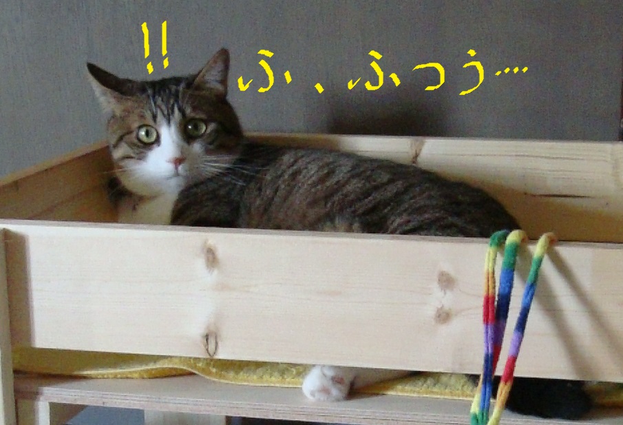 ふつうのねこ ふつうのねこ