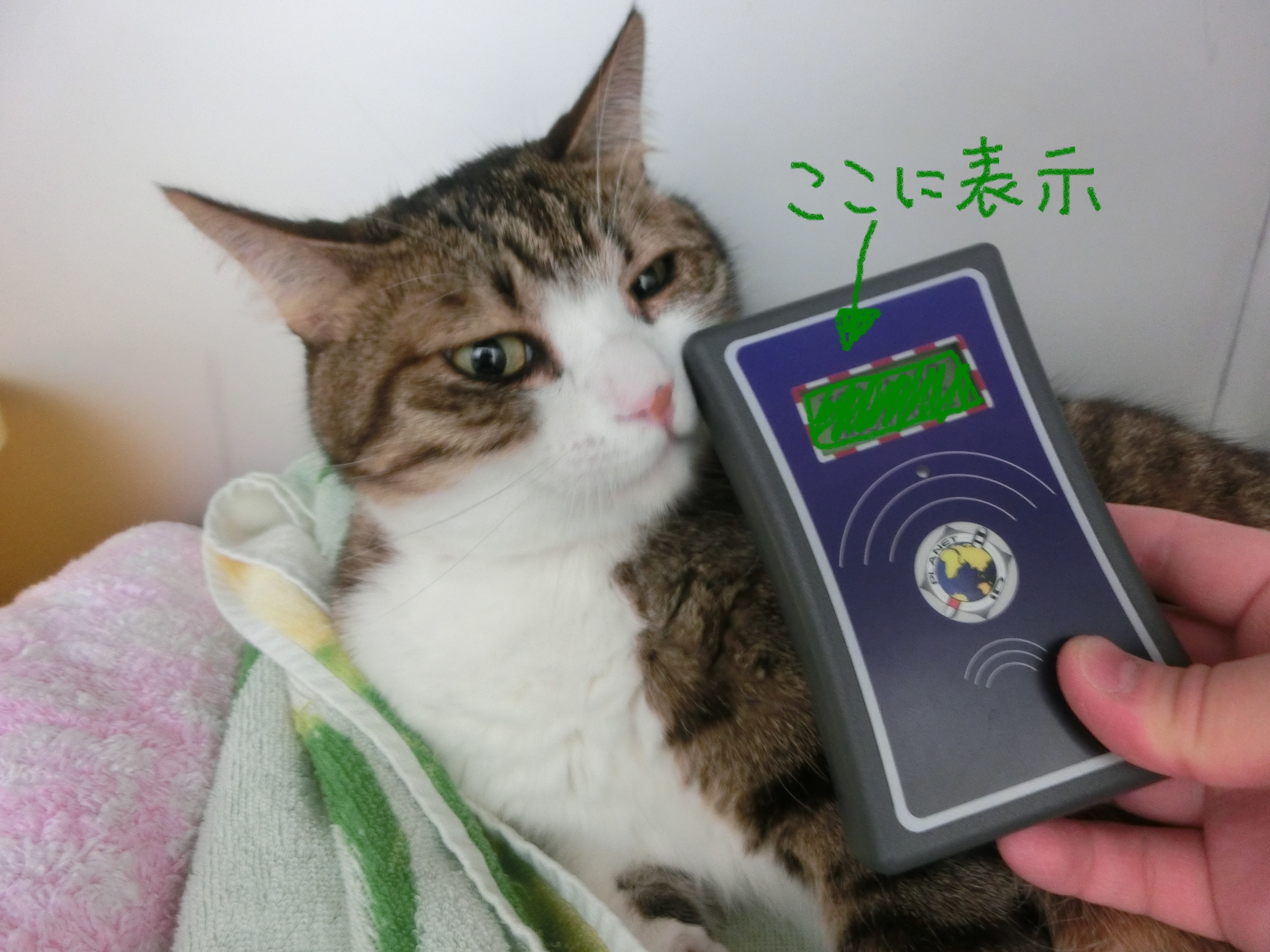 よみとり よみとり