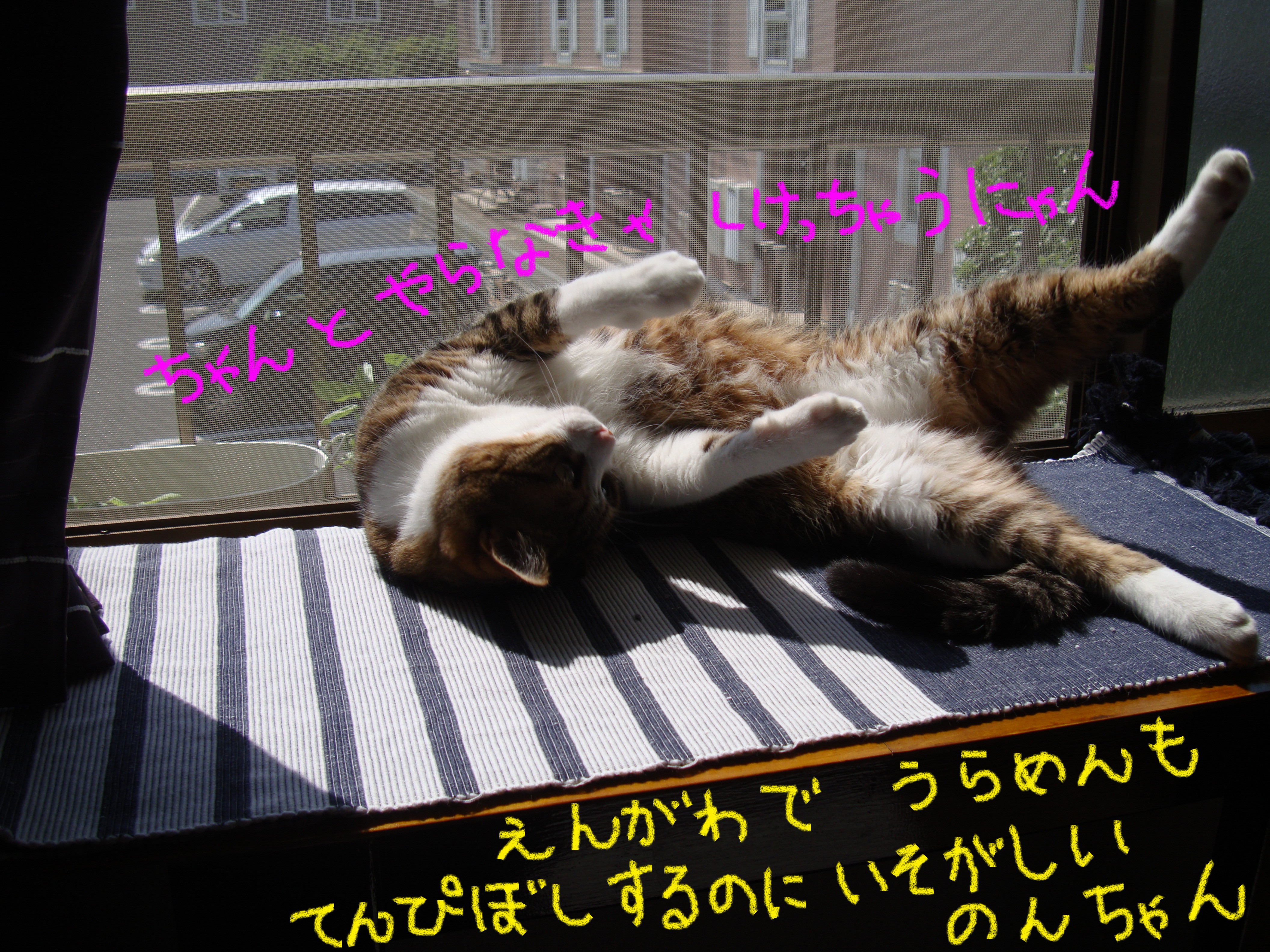 天日干し 天日干し