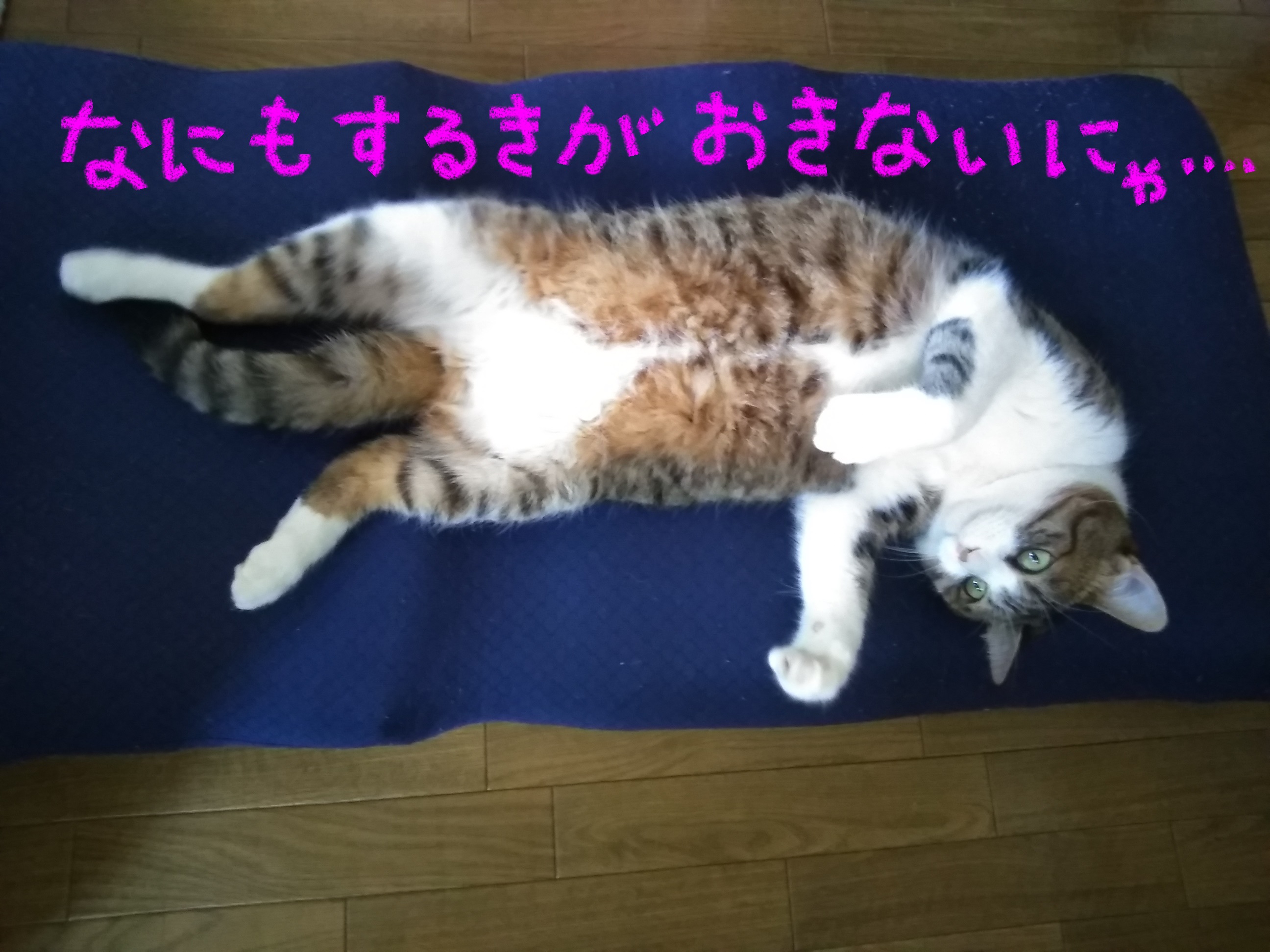 とけのん とけのん