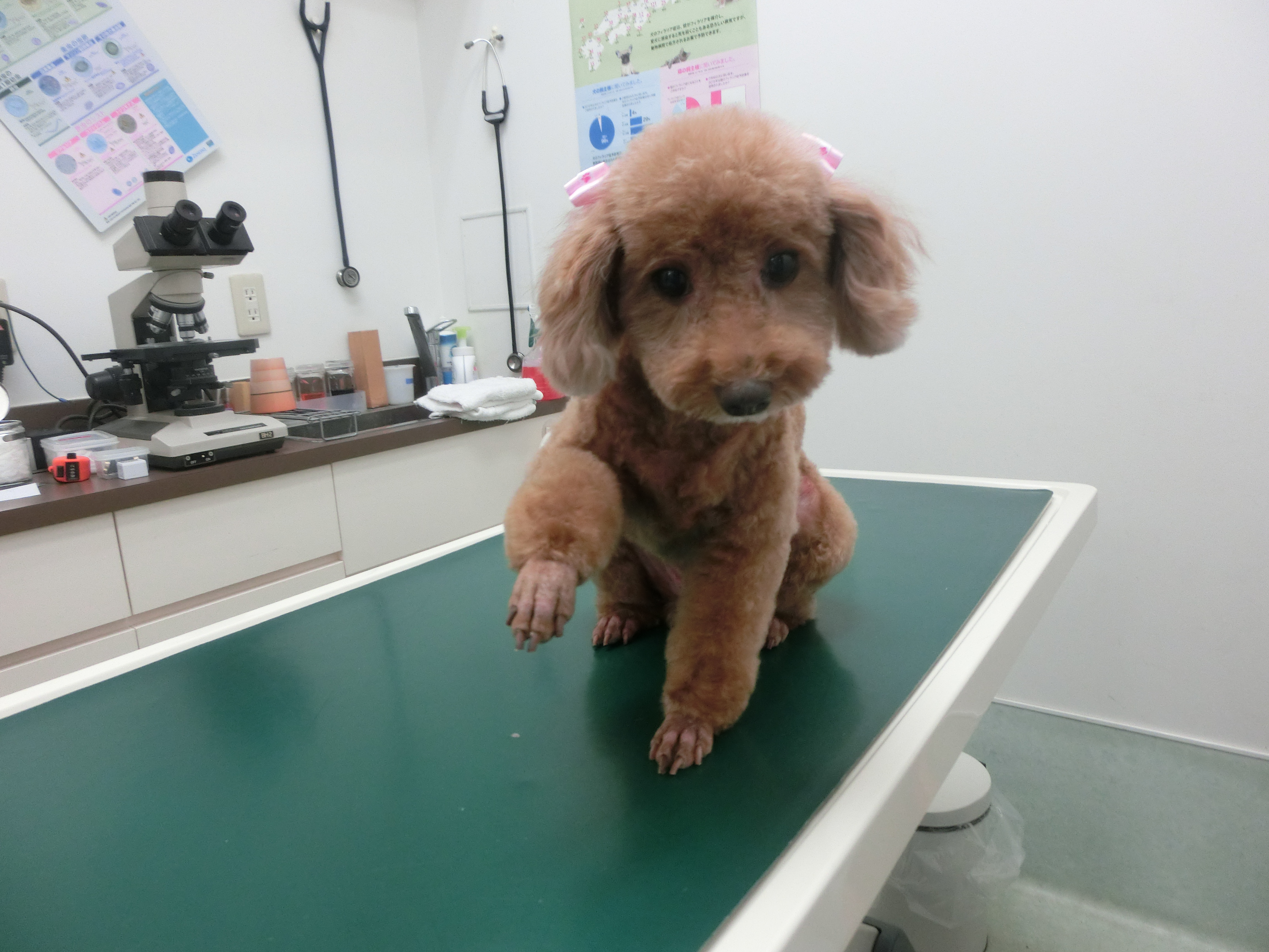 190802ニコちゃん 190802ニコちゃん