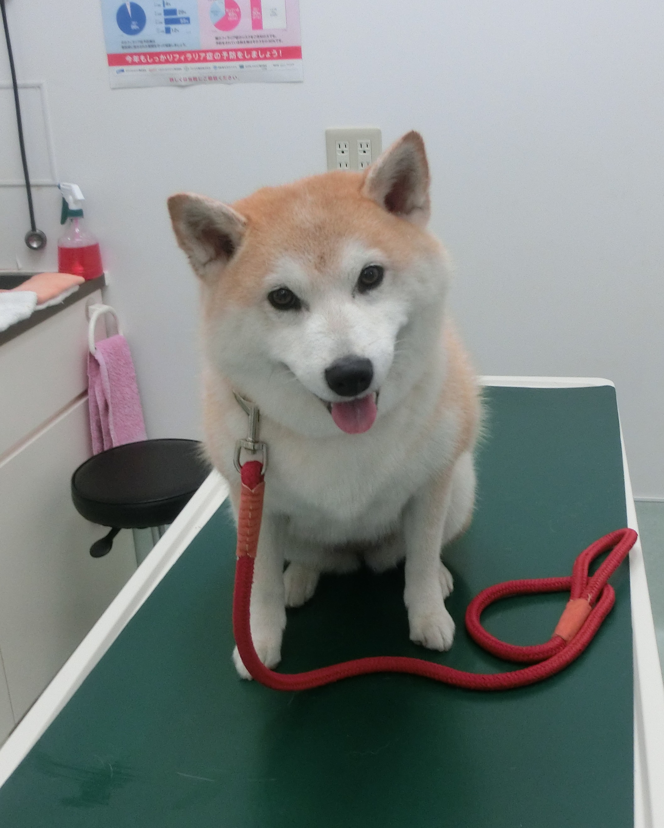 190811うめちゃん 190811うめちゃん