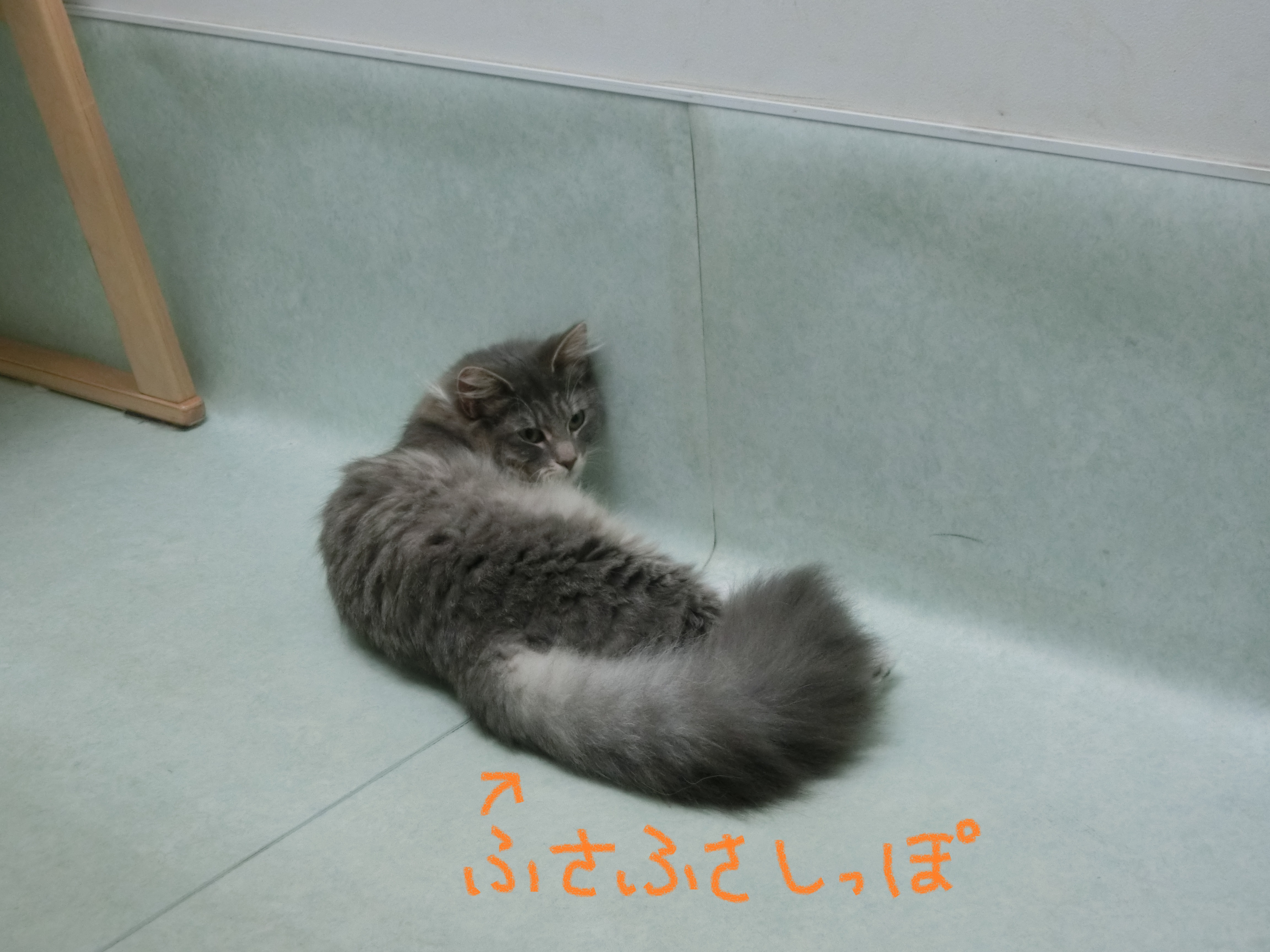 ふさふさしっぽ ふさふさしっぽ