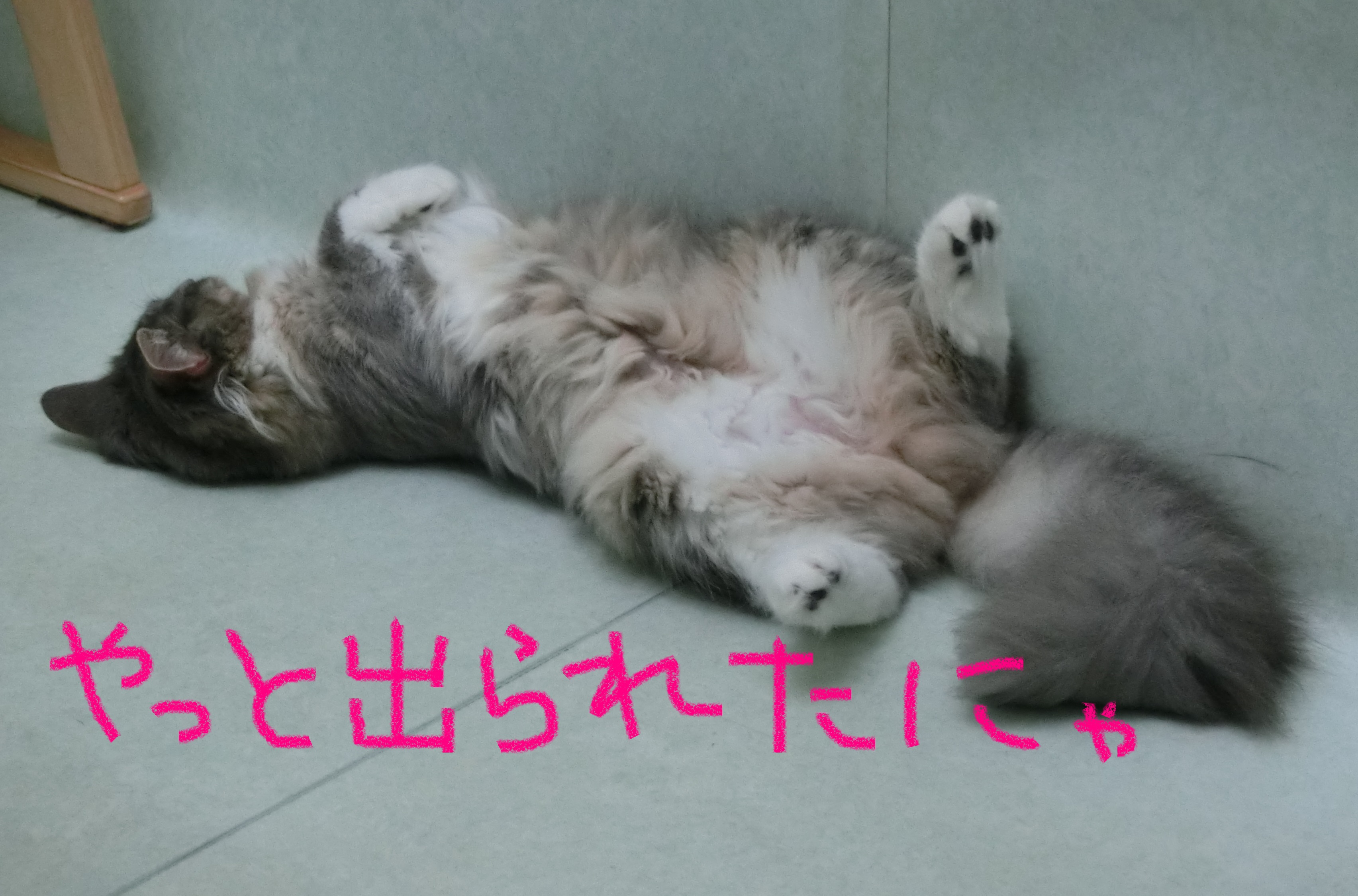 ごろごろ ごろごろ