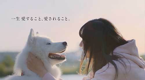AC犬 AC犬