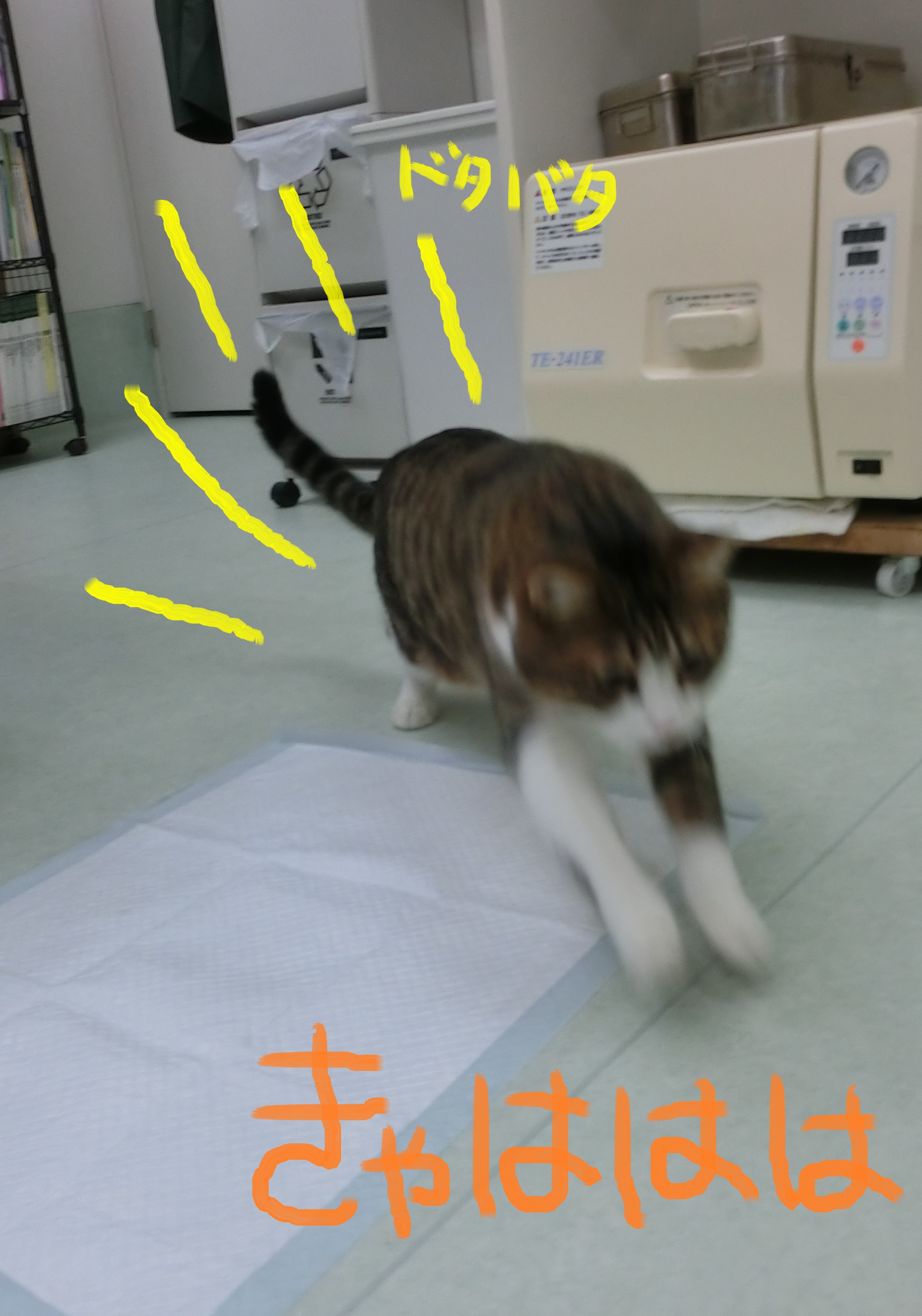 ダッシュ! ダッシュ!