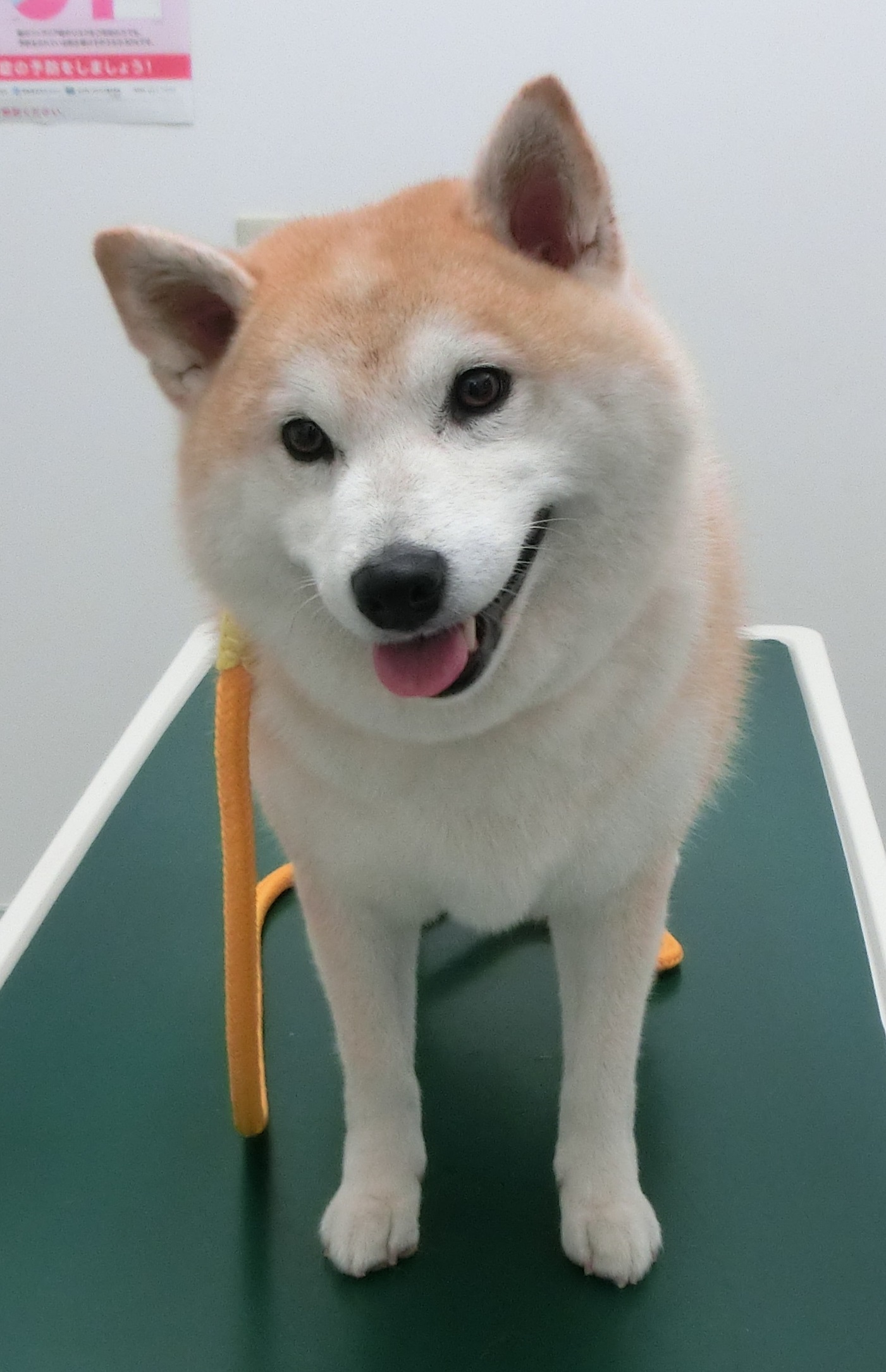 190930うめちゃん 190930うめちゃん