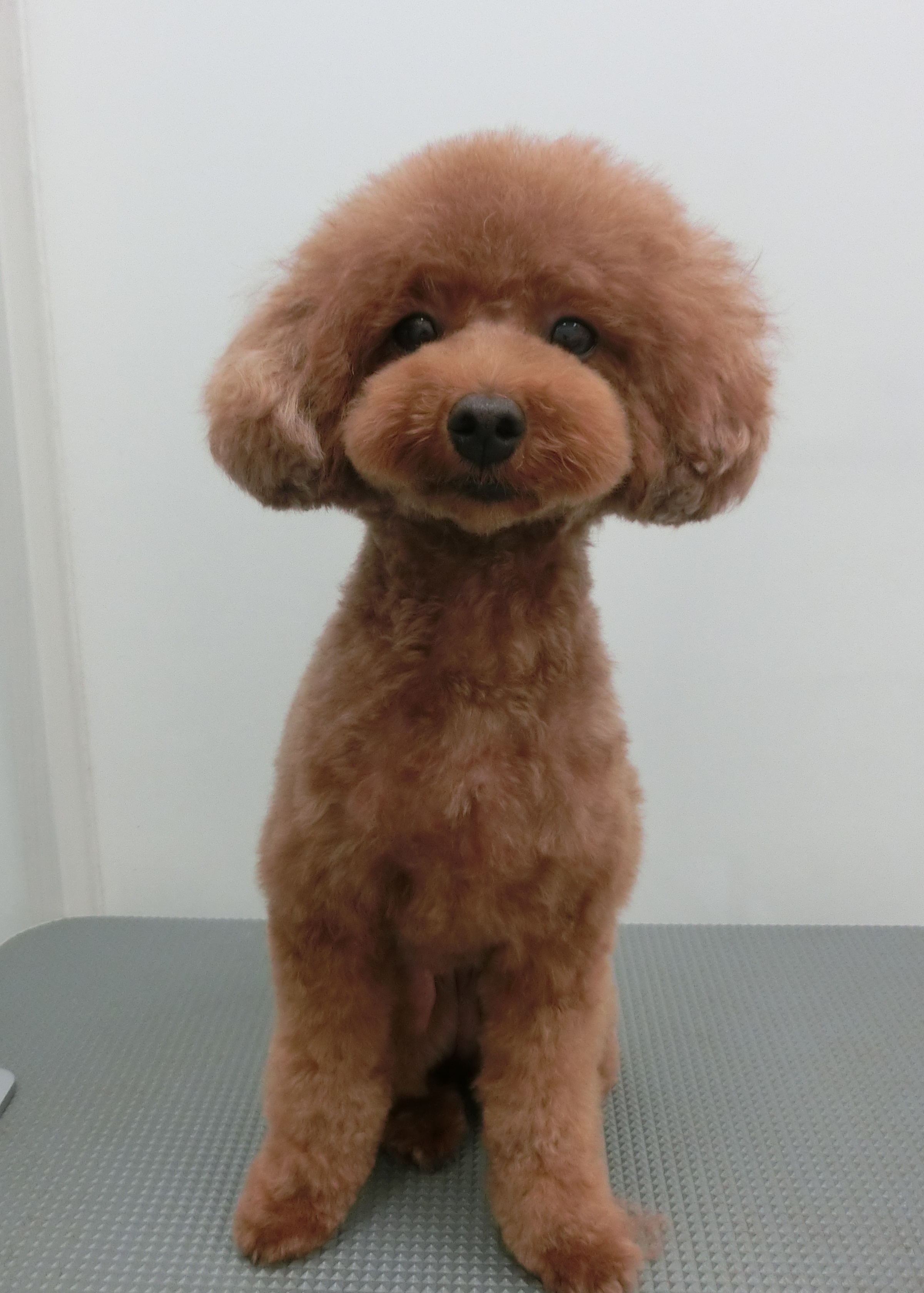 190930ココちゃん 190930ココちゃん