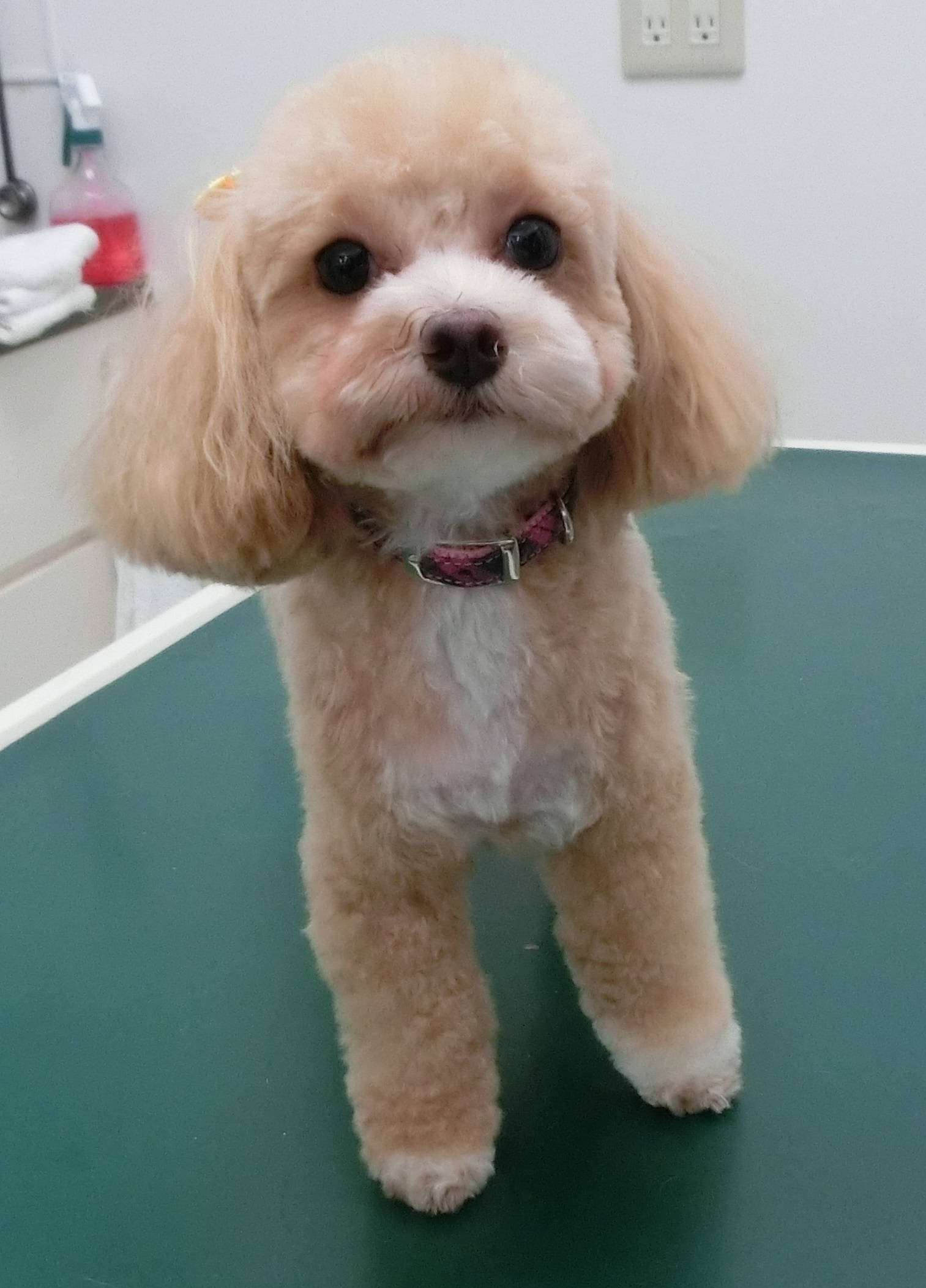 190930あんずちゃん 190930あんずちゃん