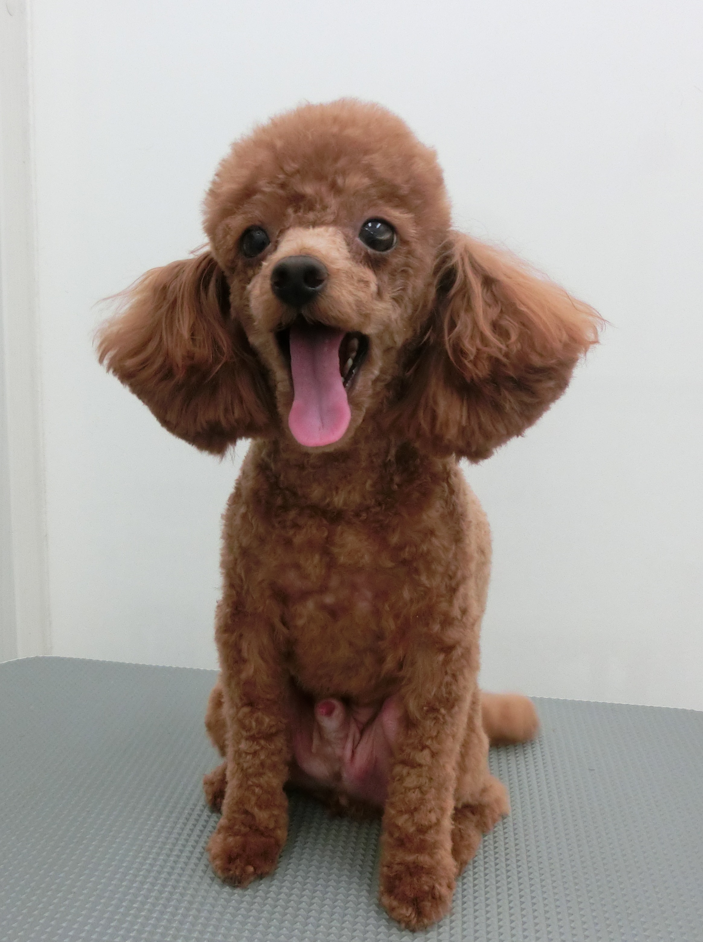 191015あずきちゃん 191015あずきちゃん