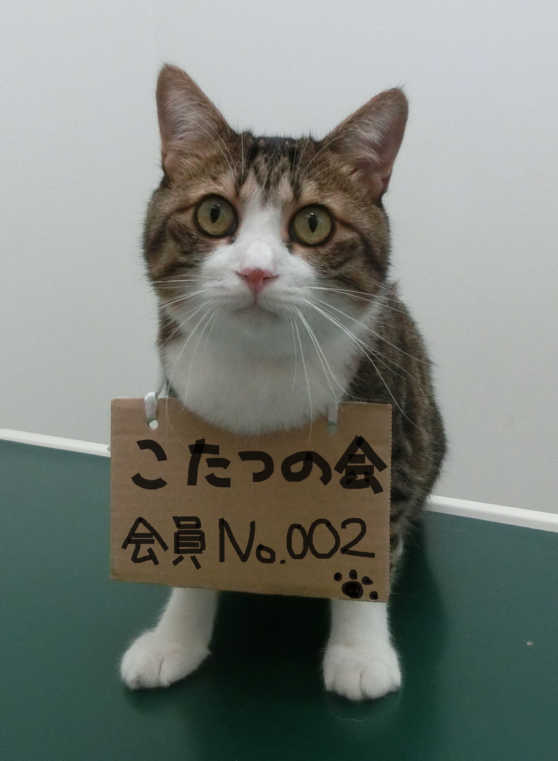 猫のシャンプーについて ビジネスブログ