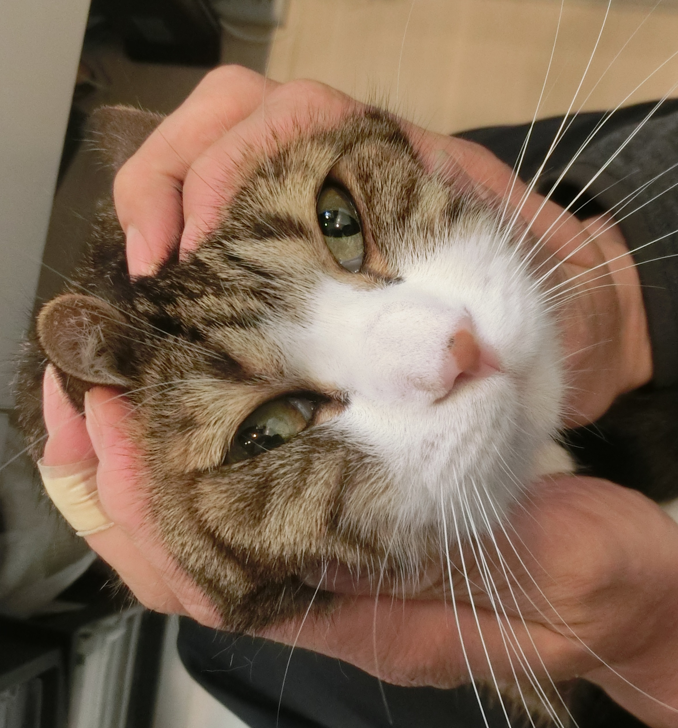 押す 押す