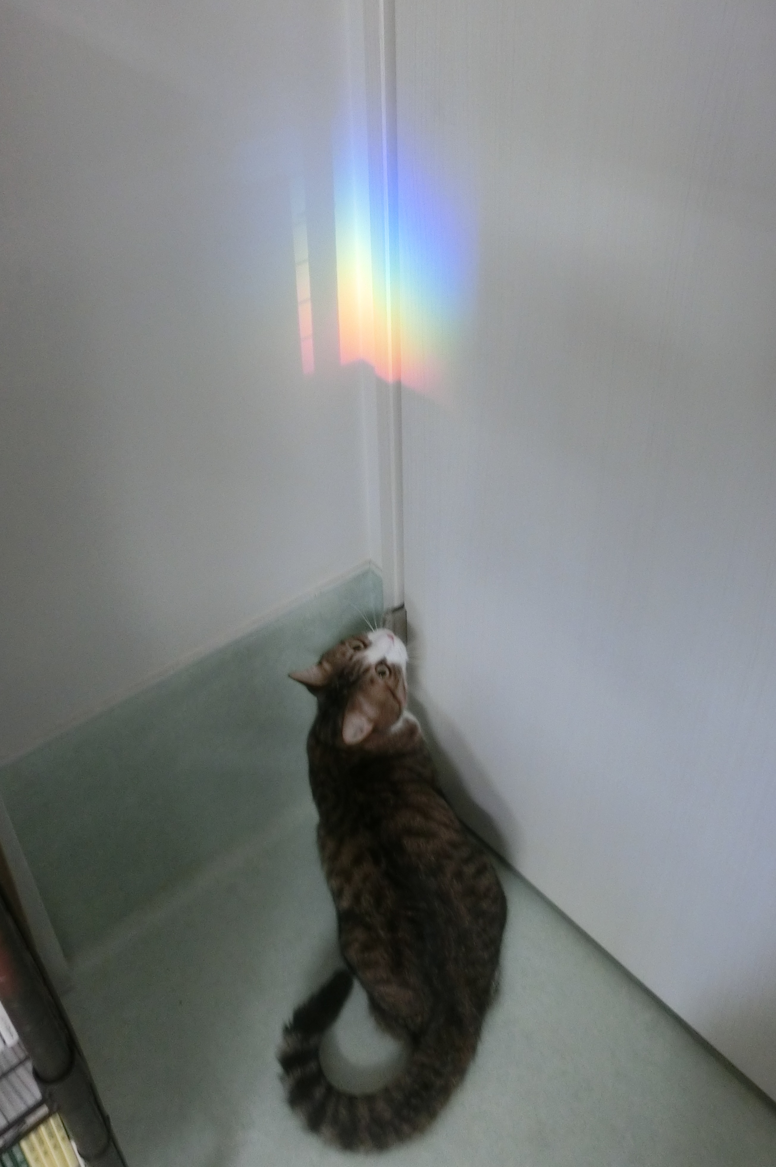 にじ にじ