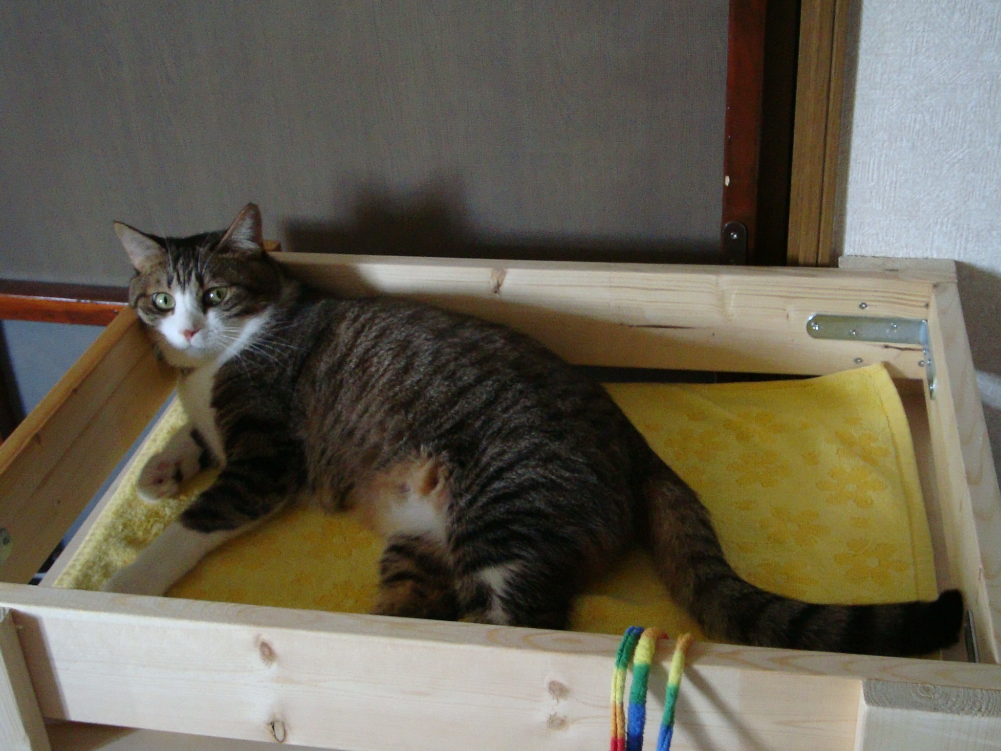 こたつからのん こたつからのん