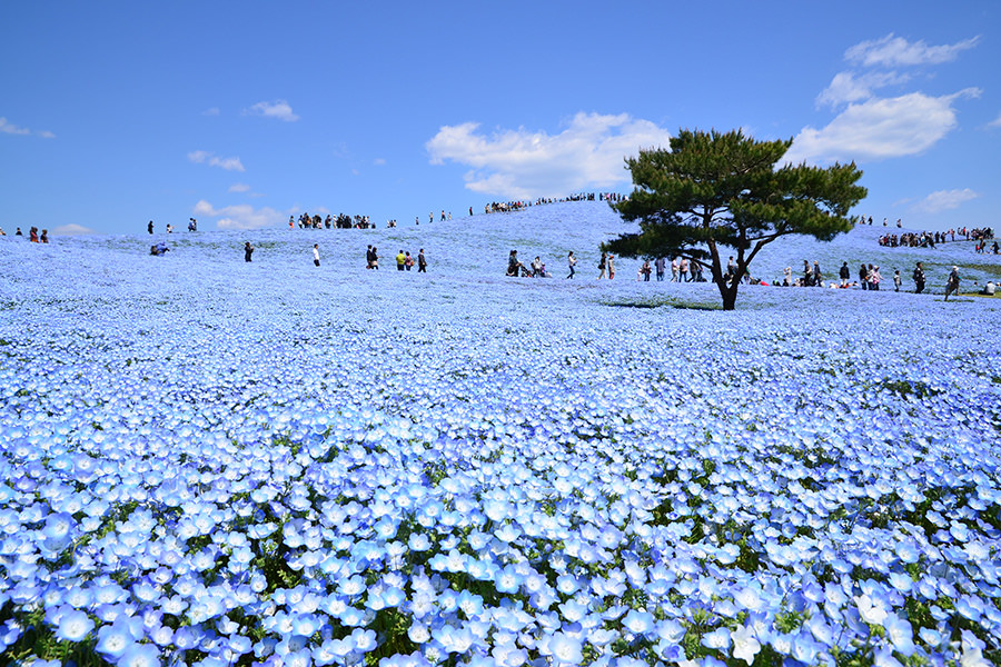 ひたちなか海浜公園 ひたちなか海浜公園