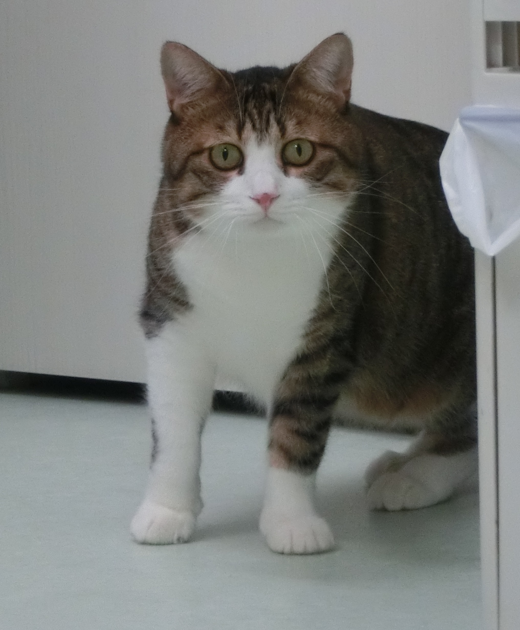よんだ? よんだ?