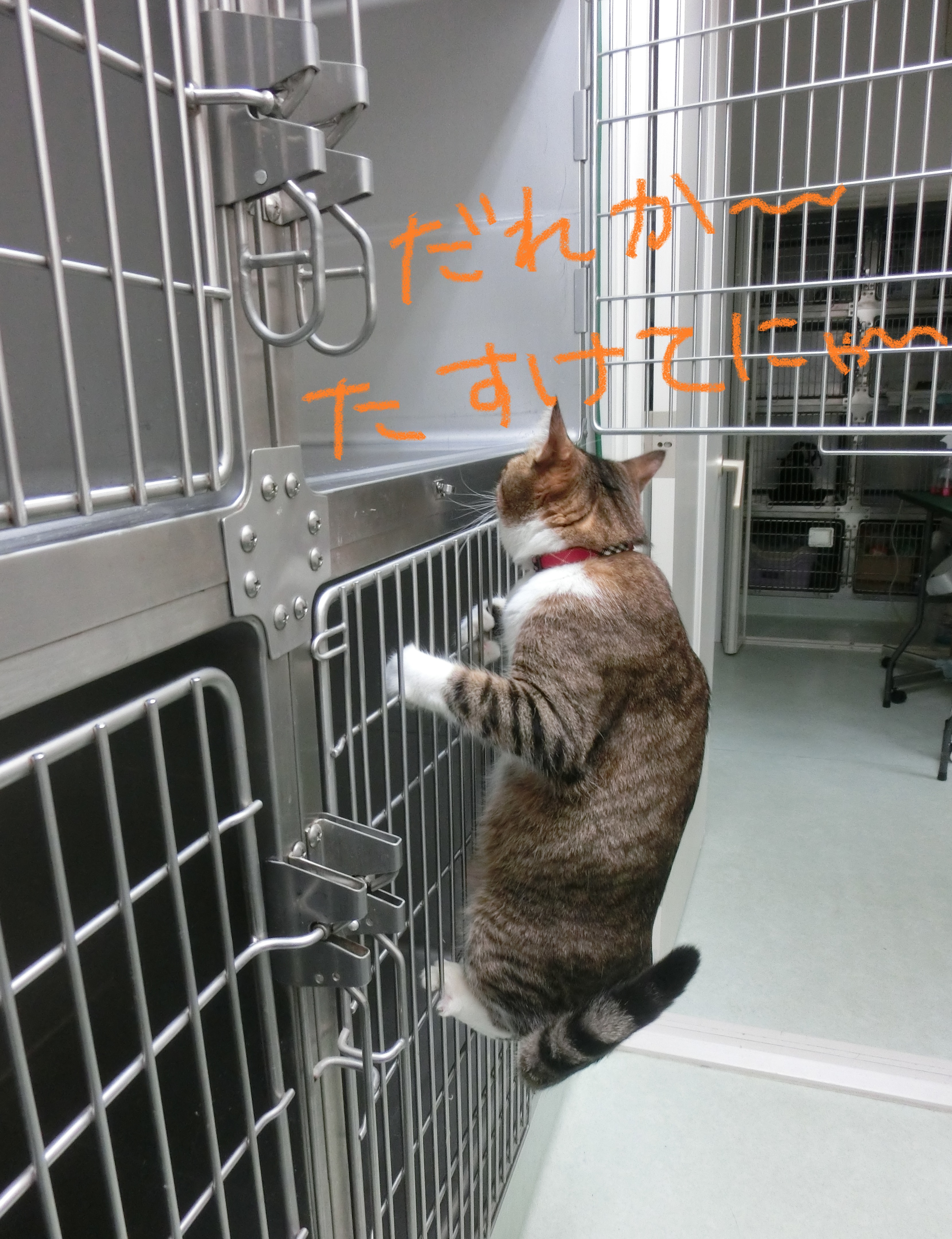 救助要請 救助要請