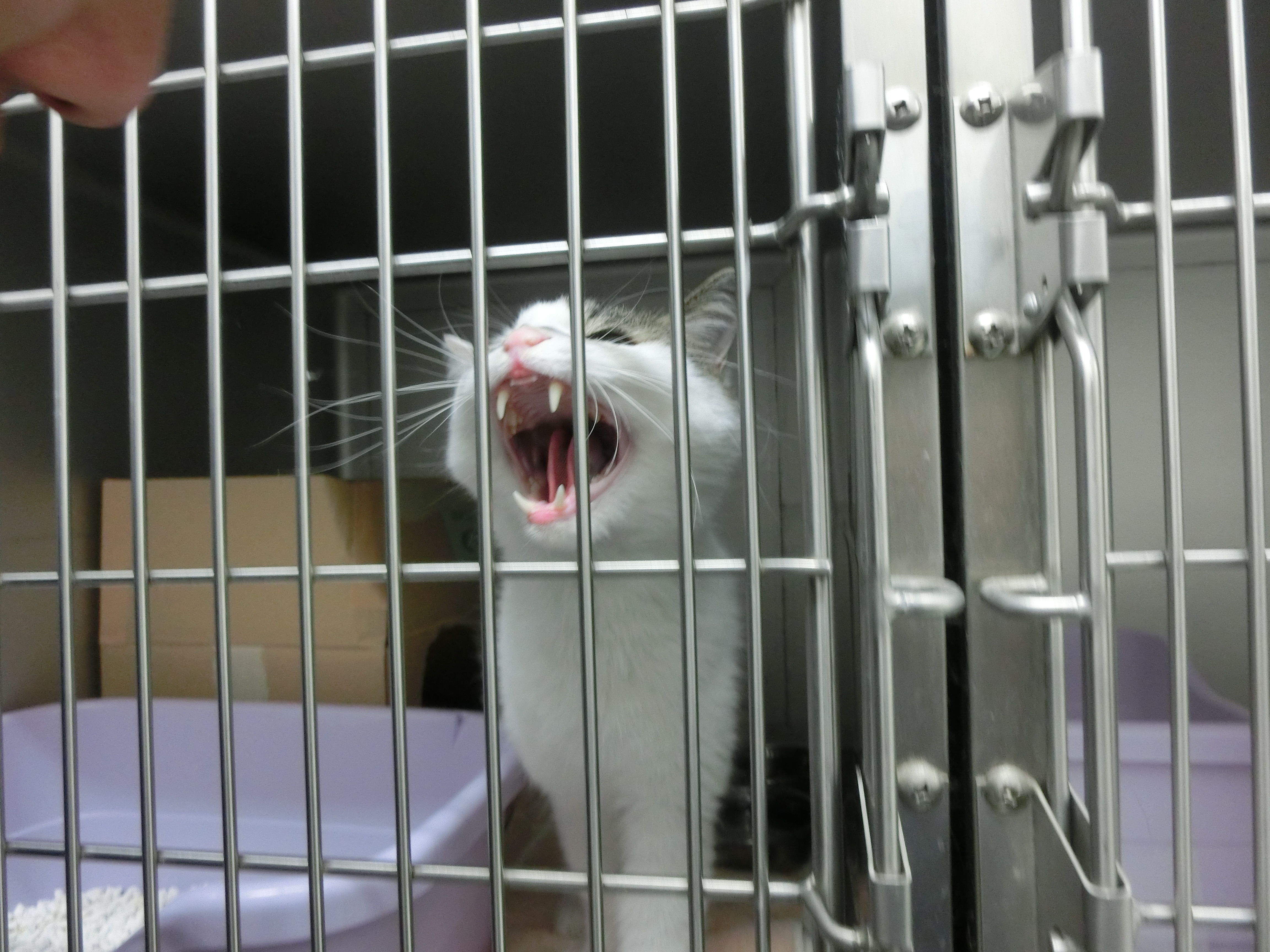 ピート怒り ピート怒り