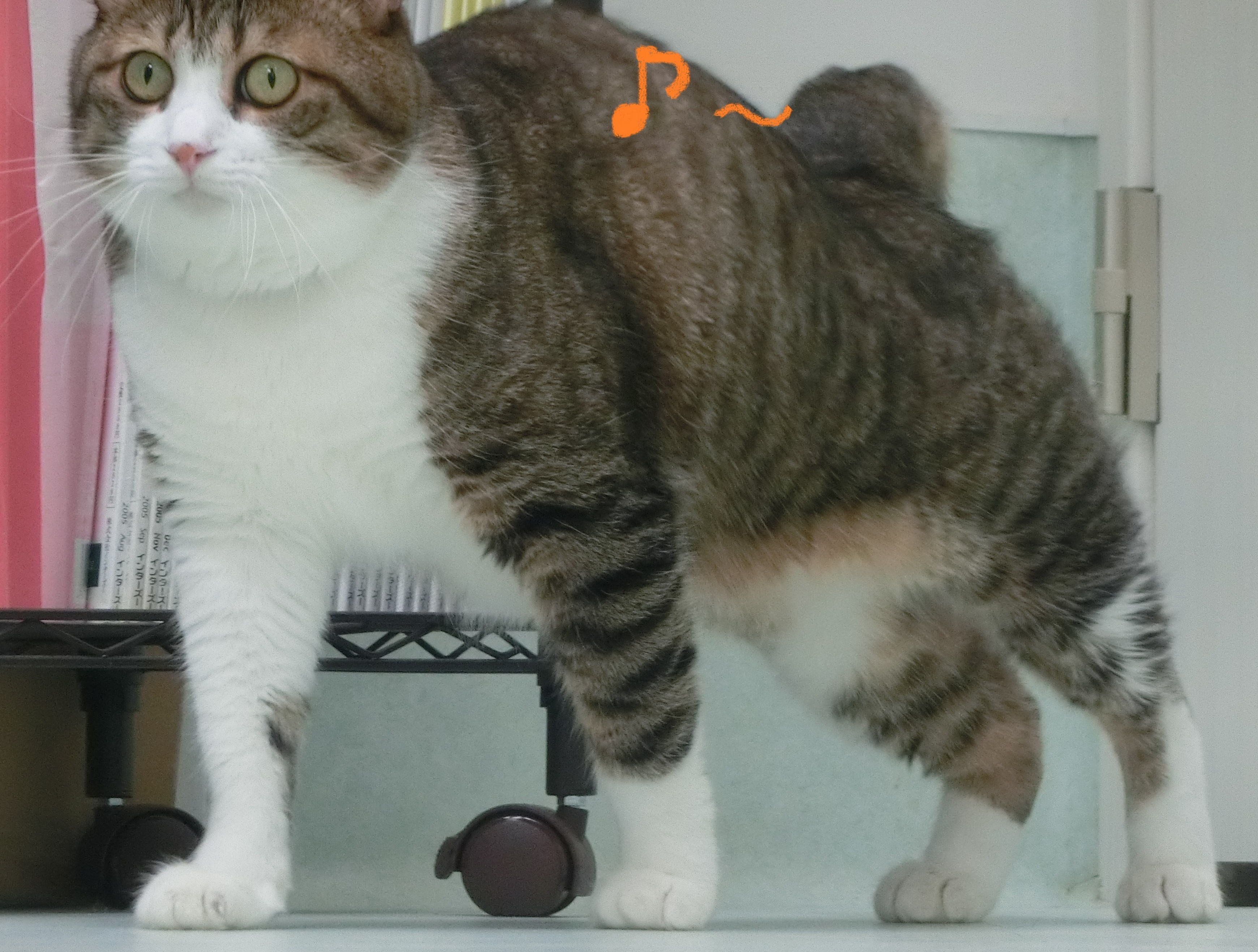 無ののん 無ののん