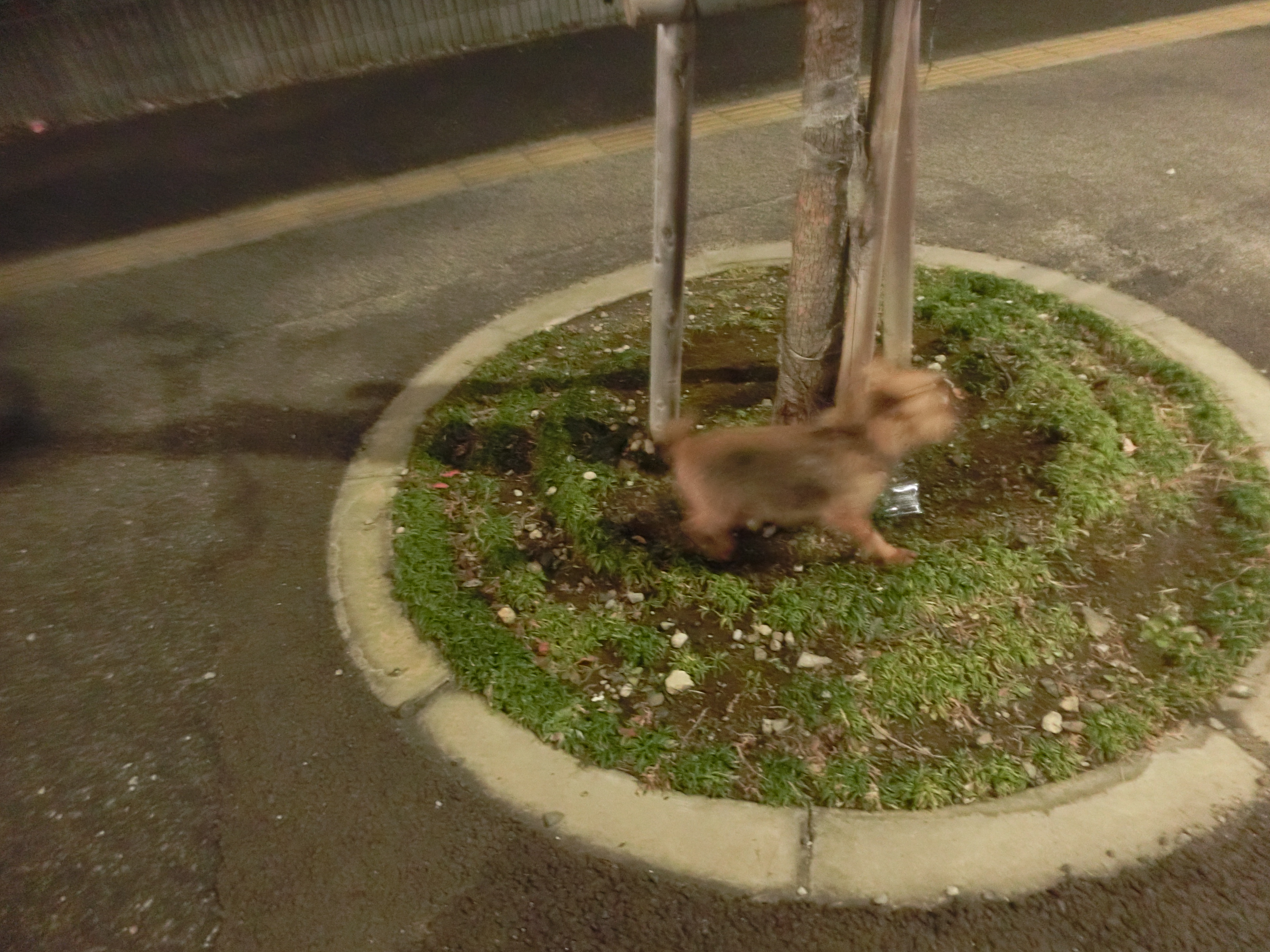けりけり けりけり