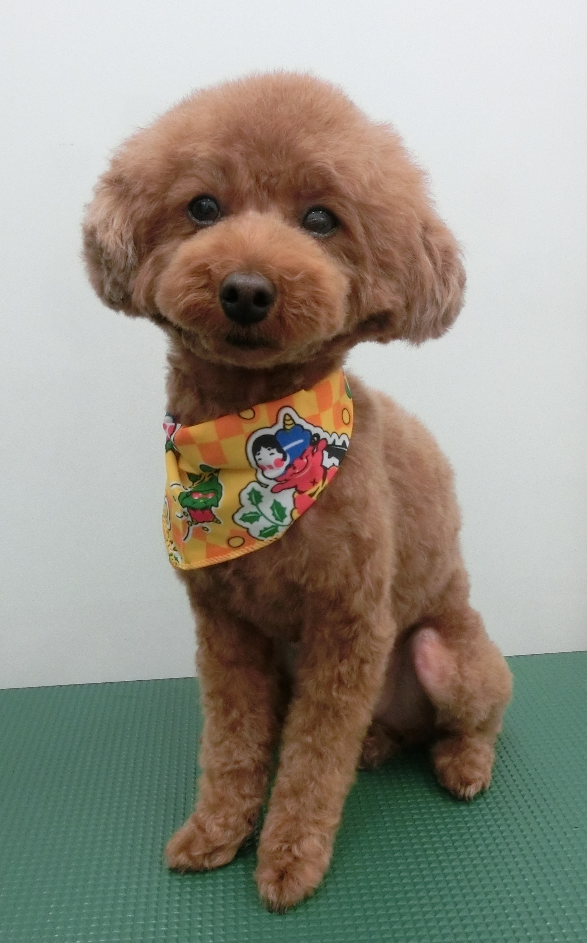 ココちゃん ココちゃん