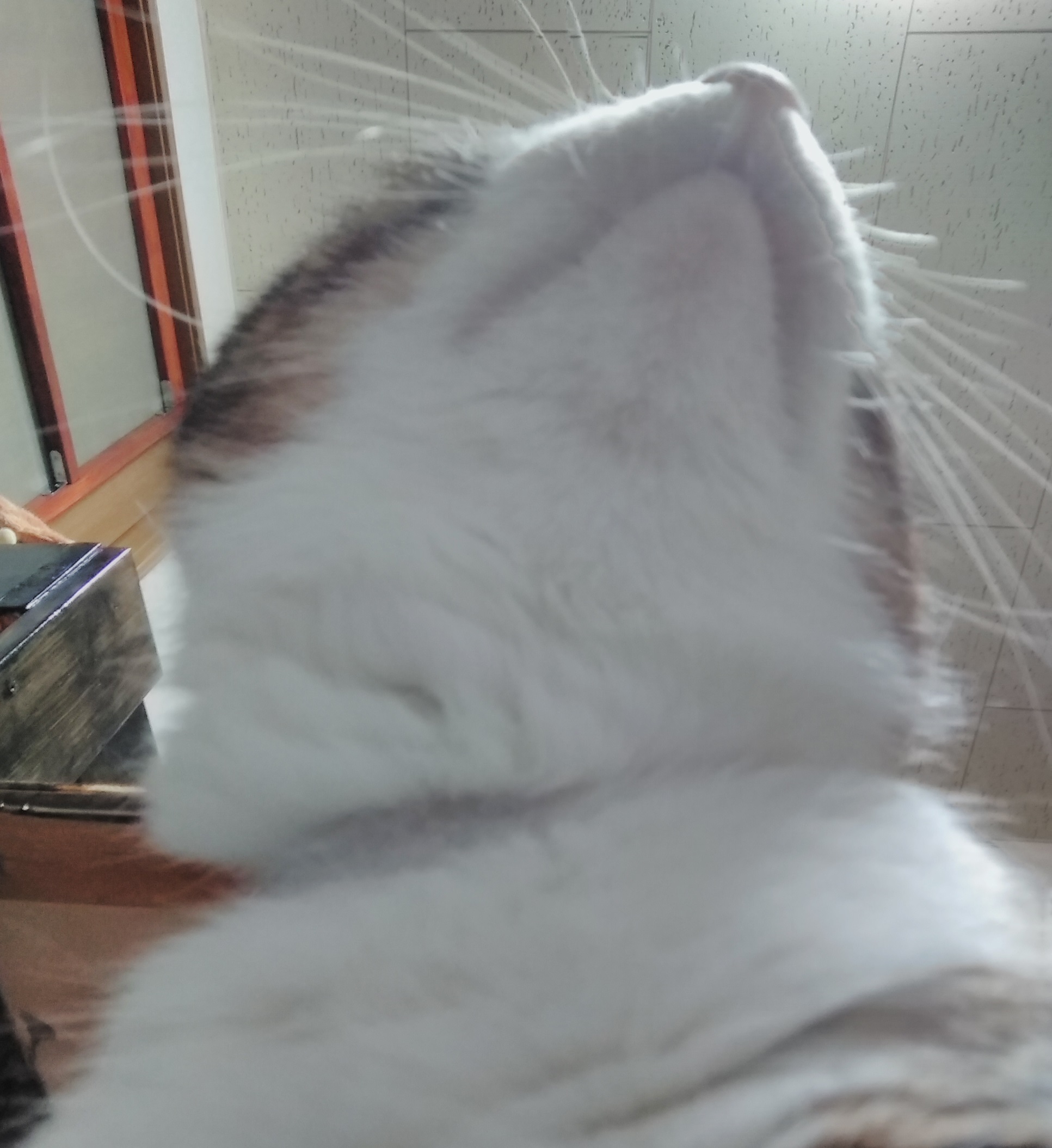したからのん したからのん