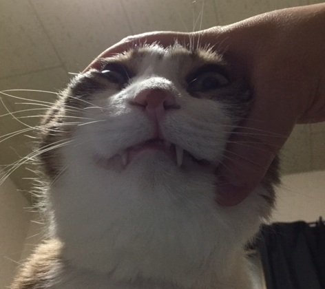 ぶさのん ぶさのん
