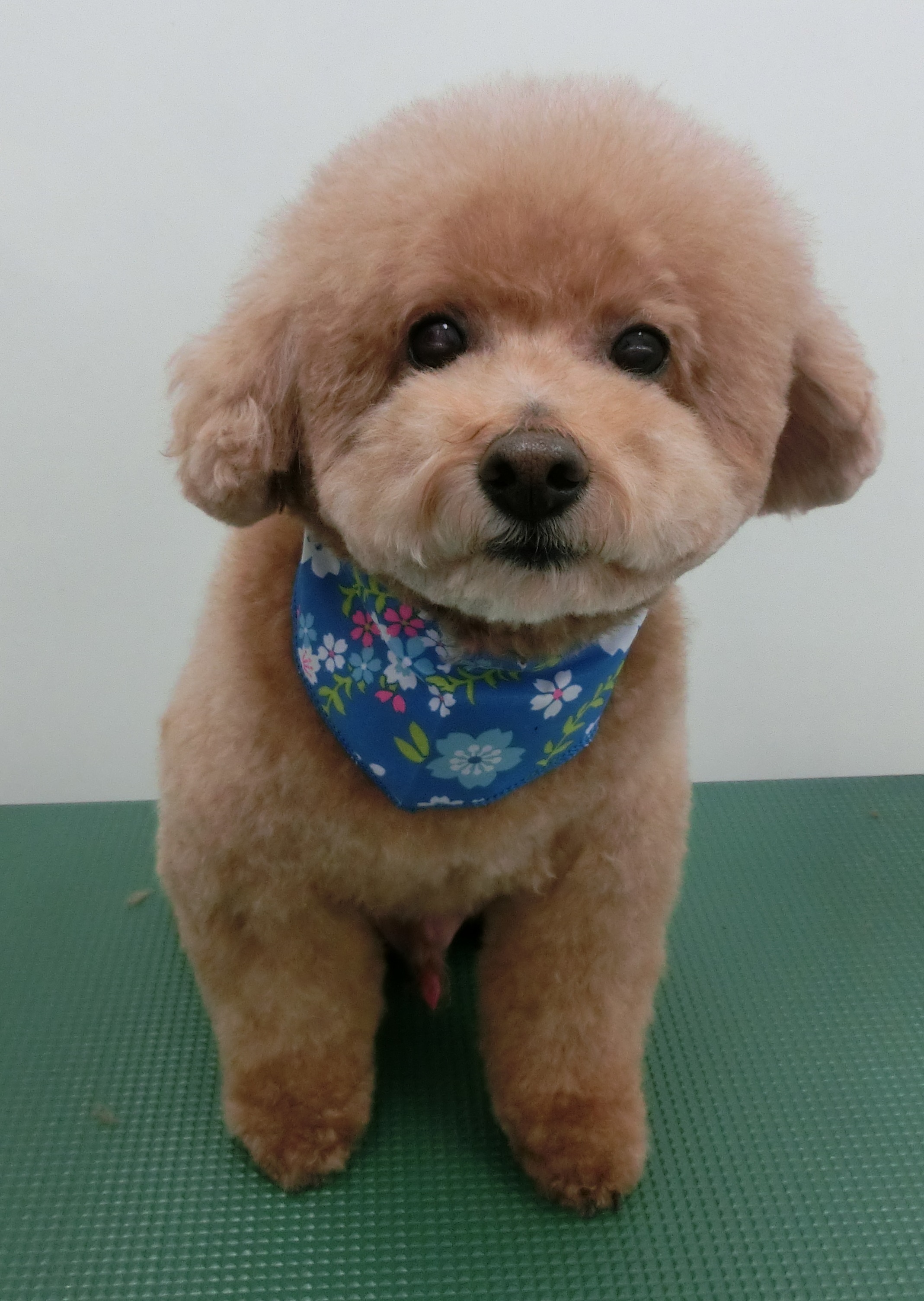 COCOくん COCOくん
