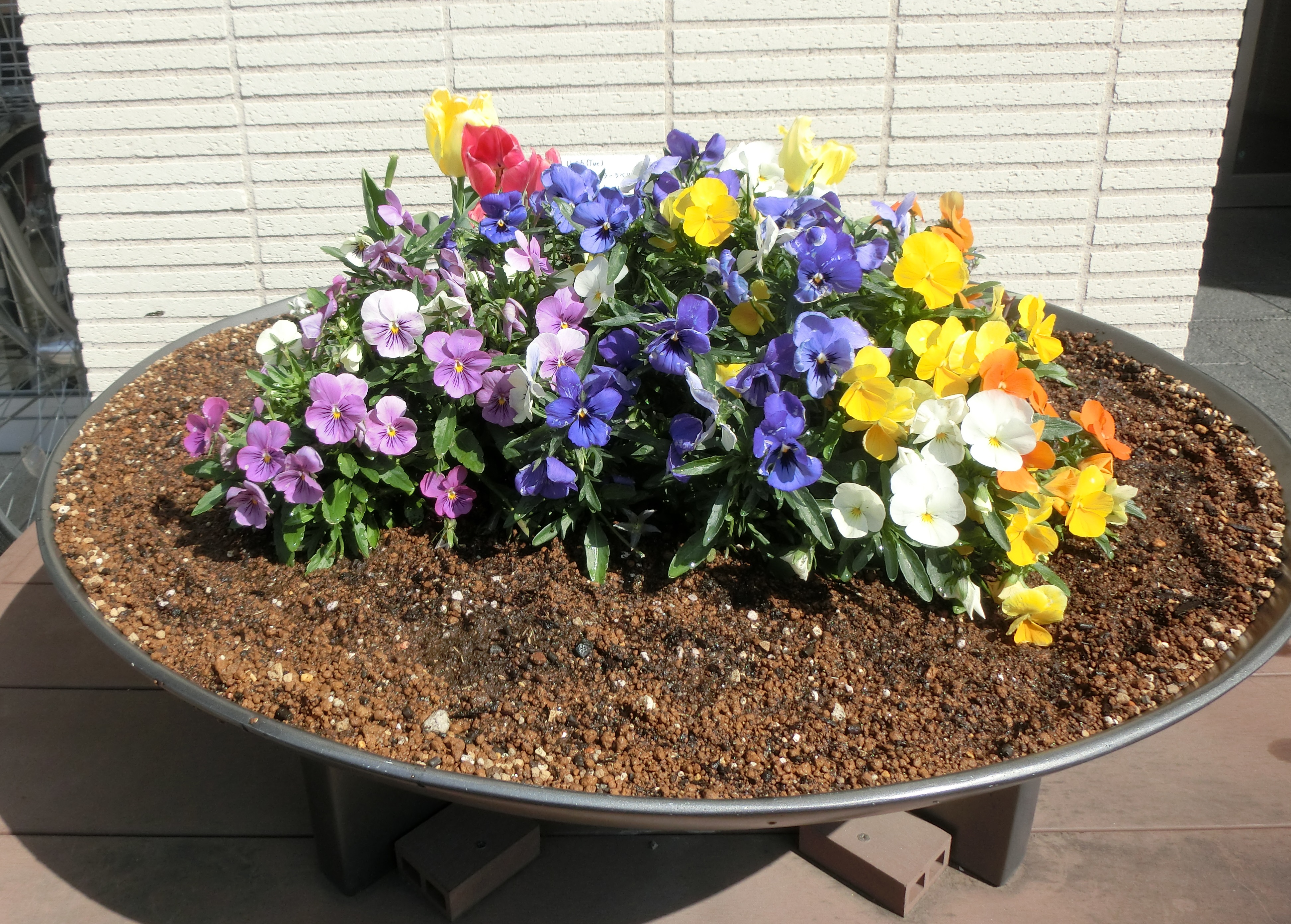 今年の花 今年の花