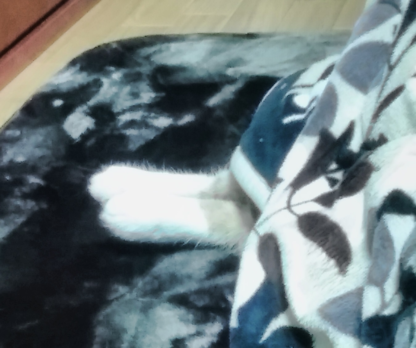 あし あし
