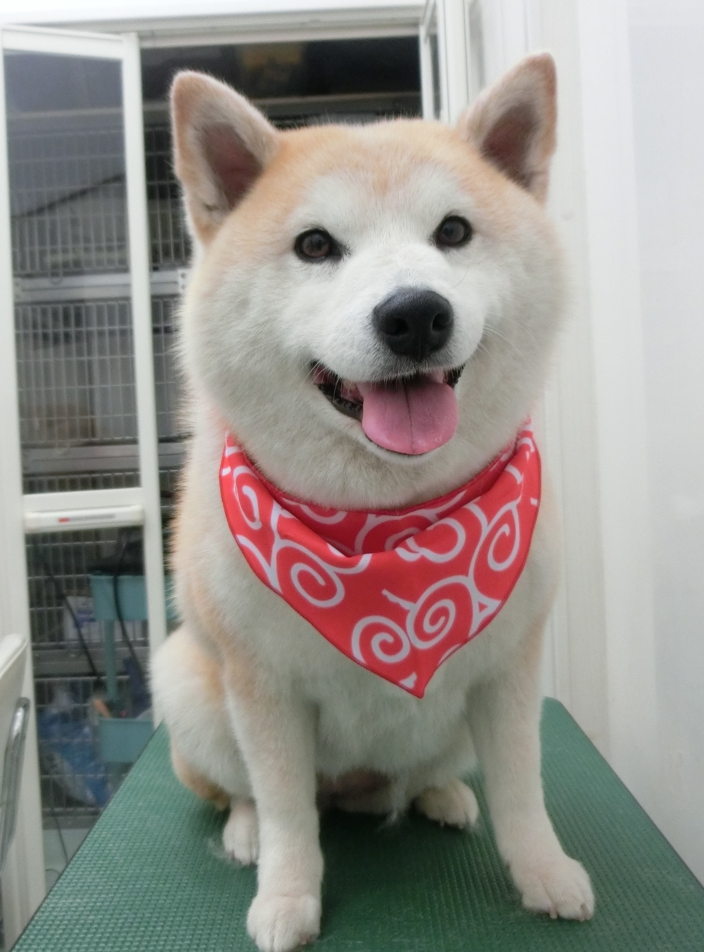 うめちゃん うめちゃん