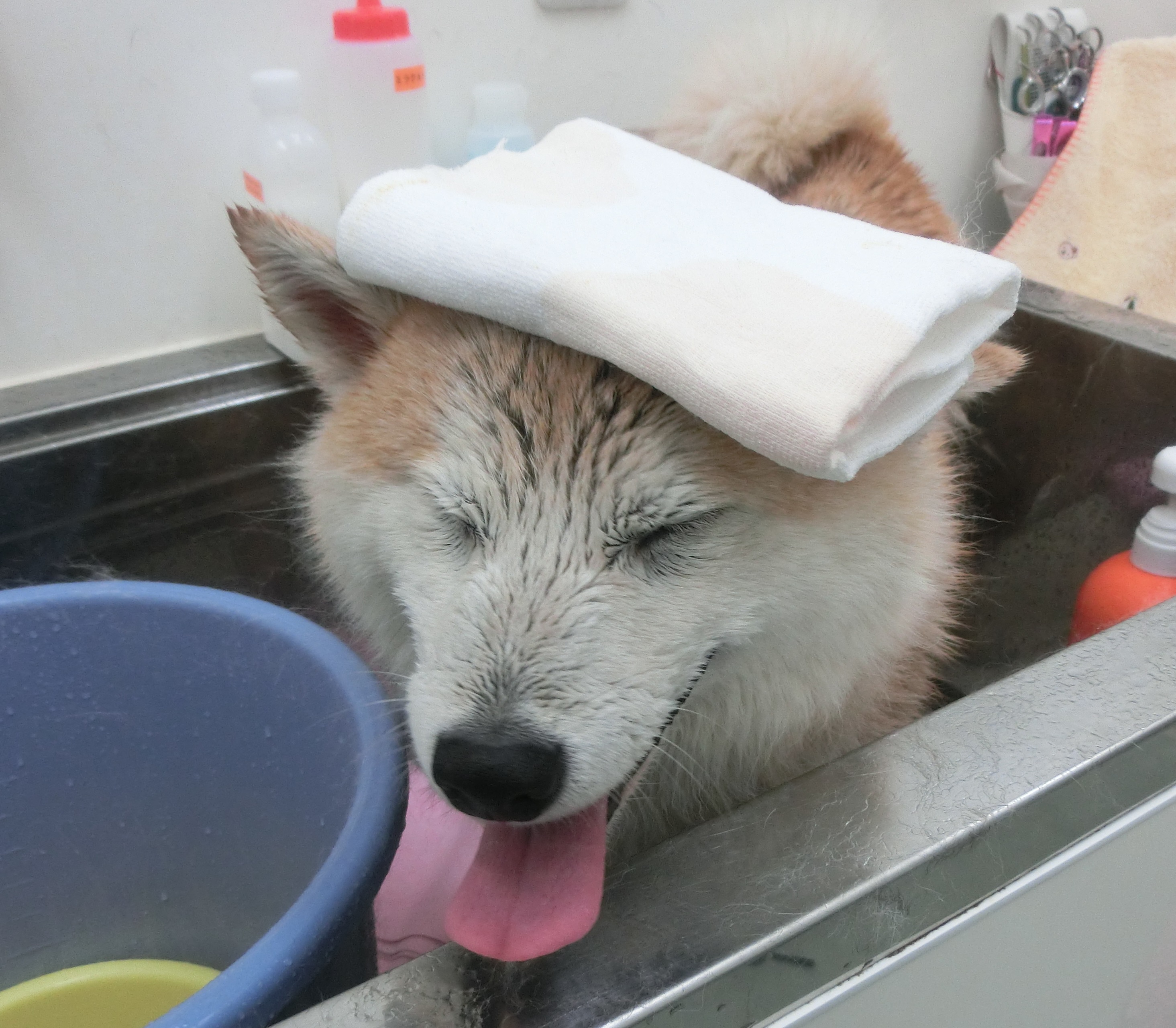 タオルのせ タオルのせ