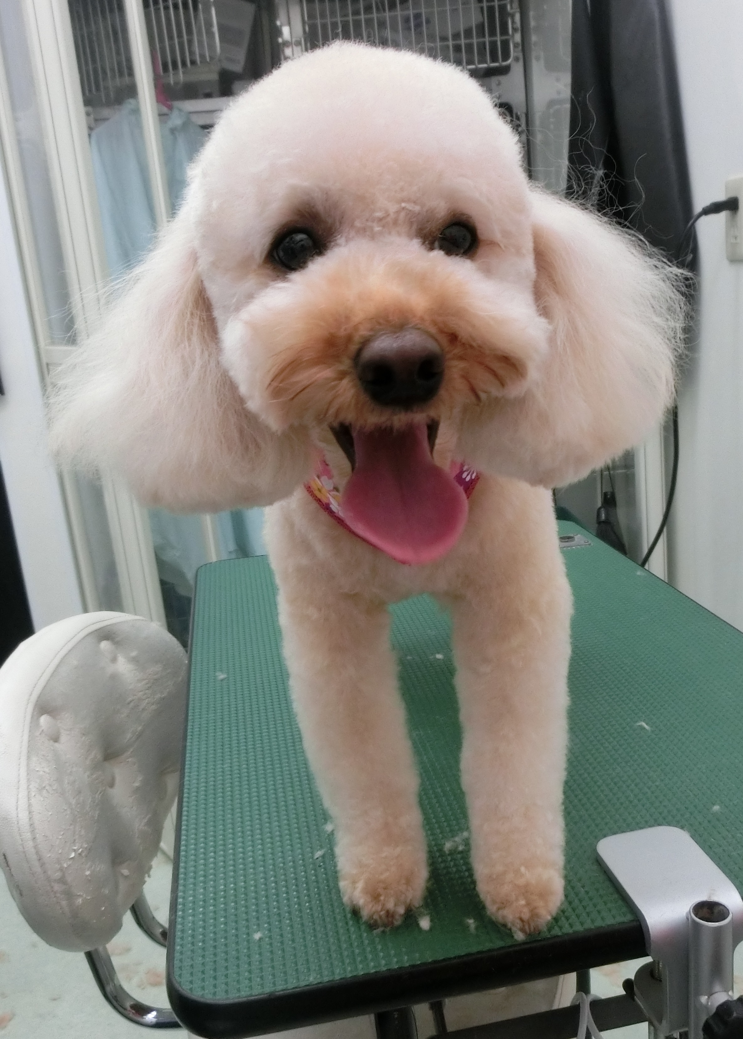 フィオちゃん フィオちゃん