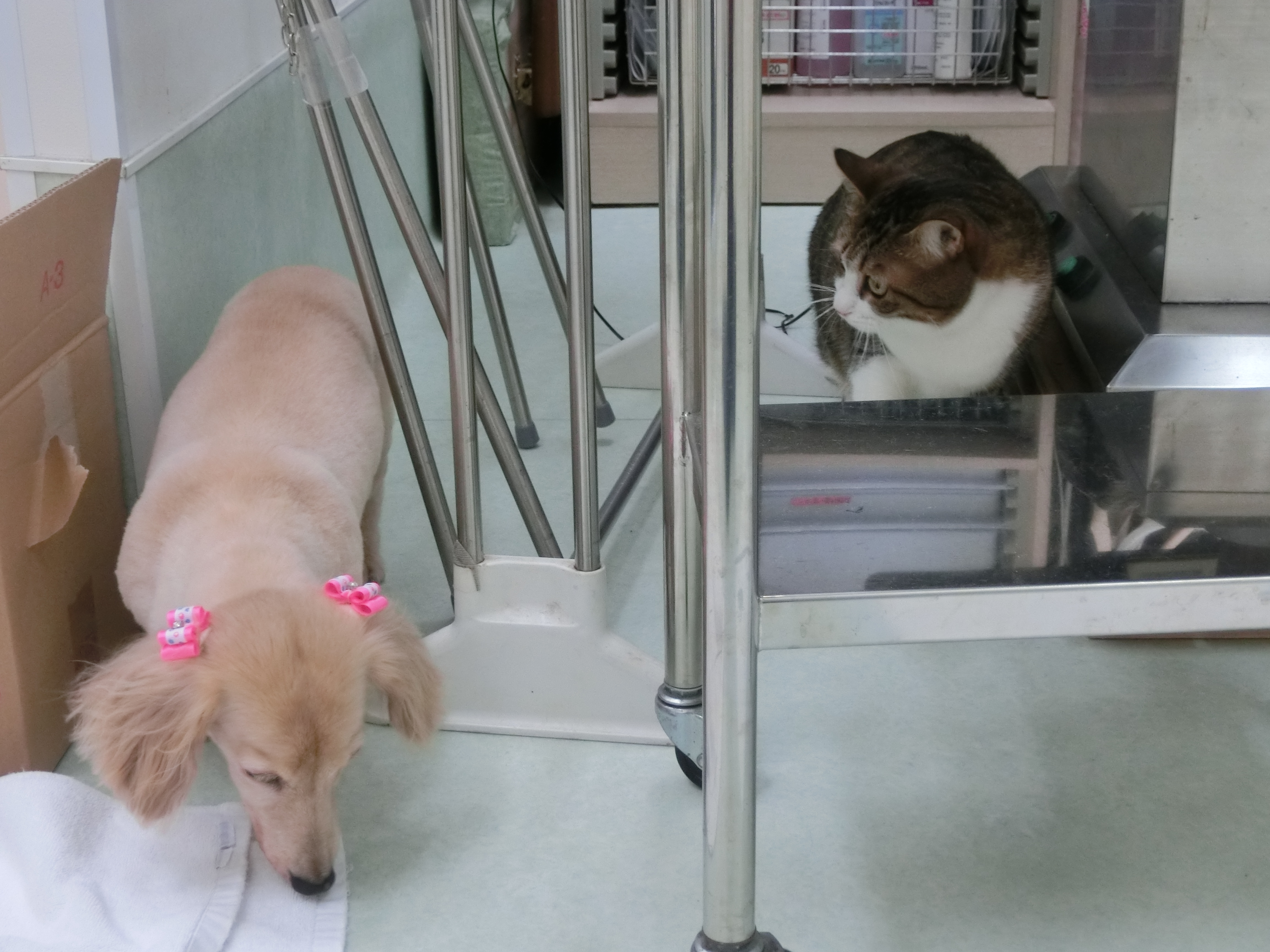 観察中 観察中