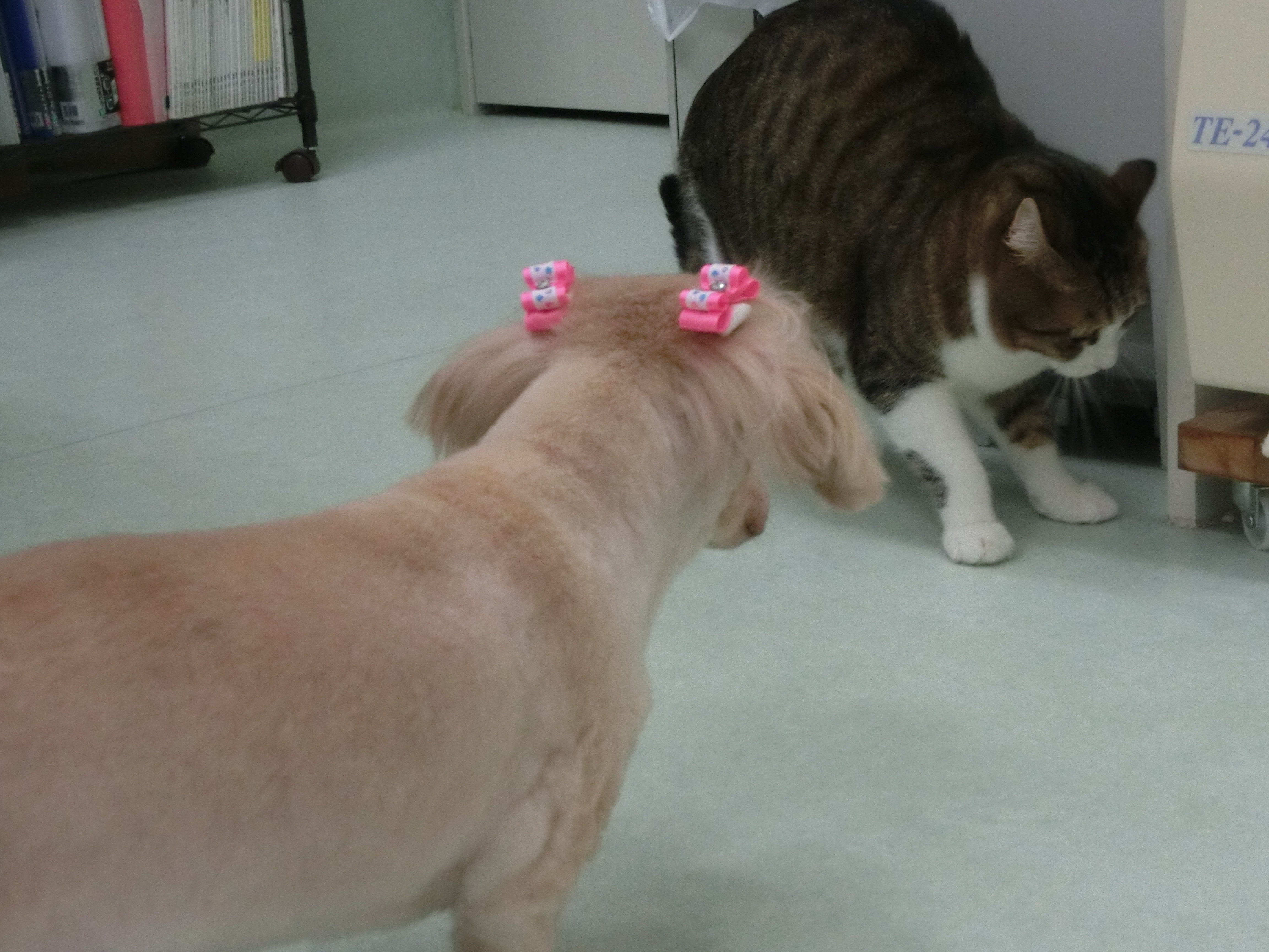 ヤバイ ヤバイ