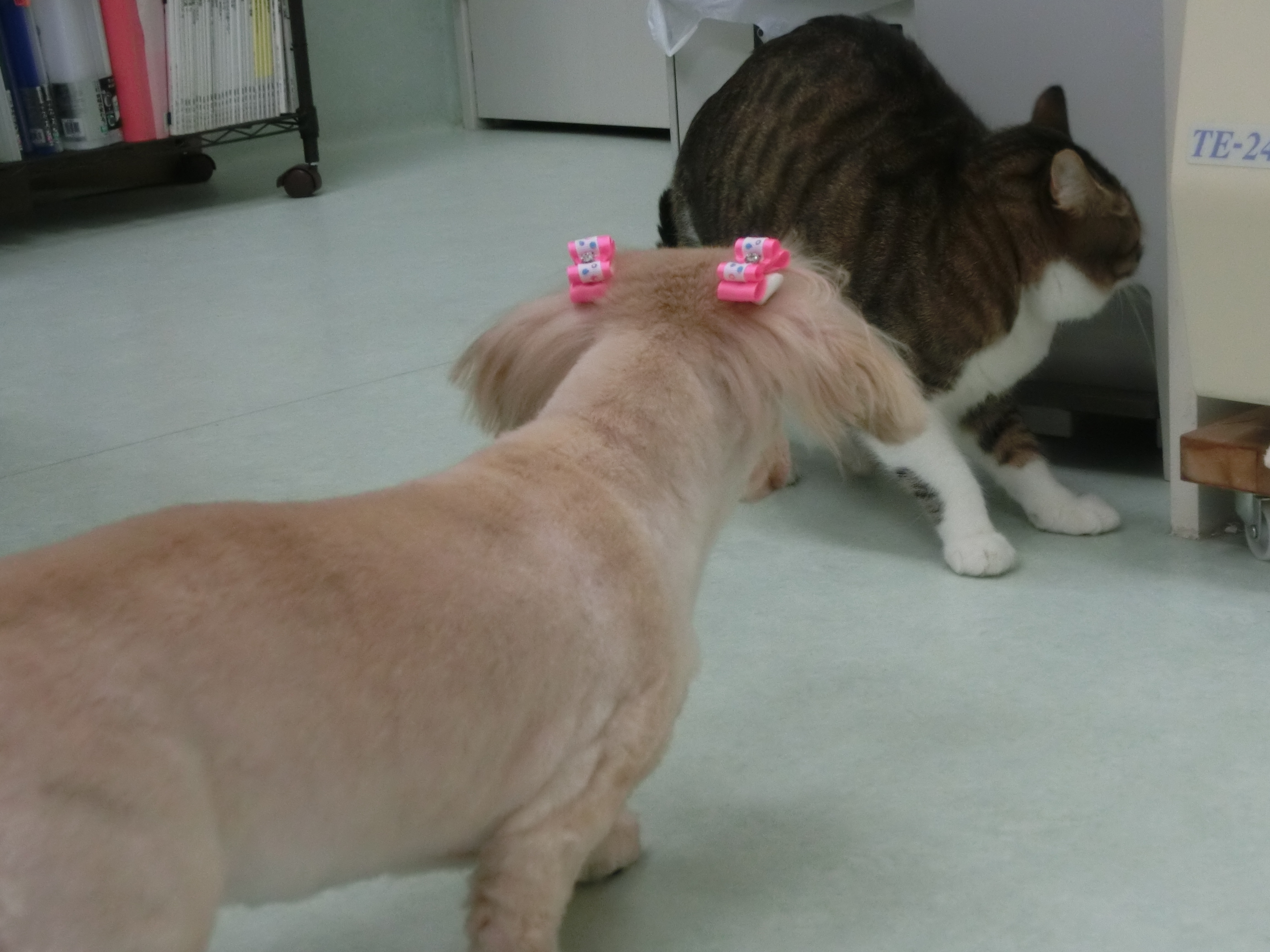 さらに さらに