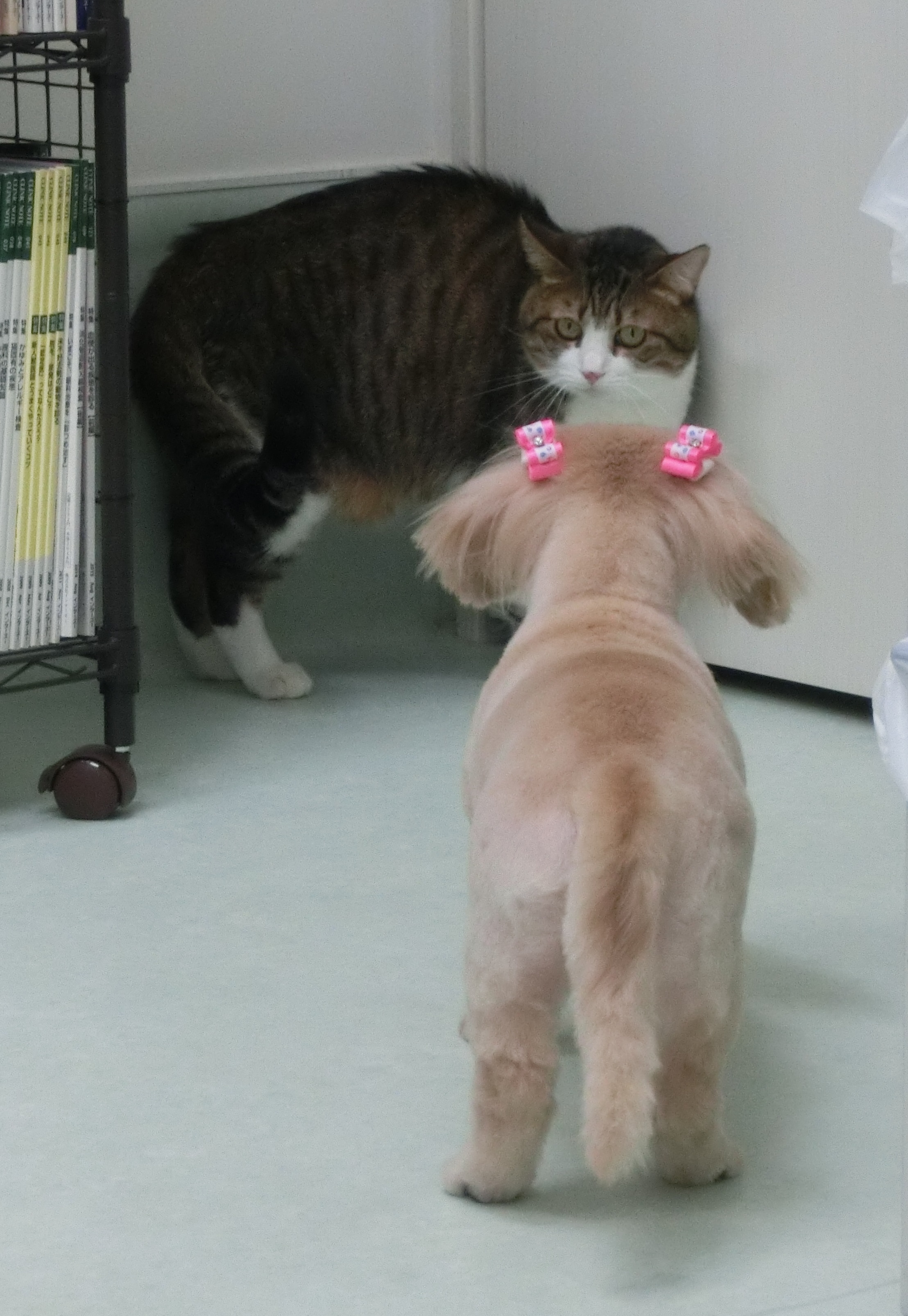 おおきいのん おおきいのん