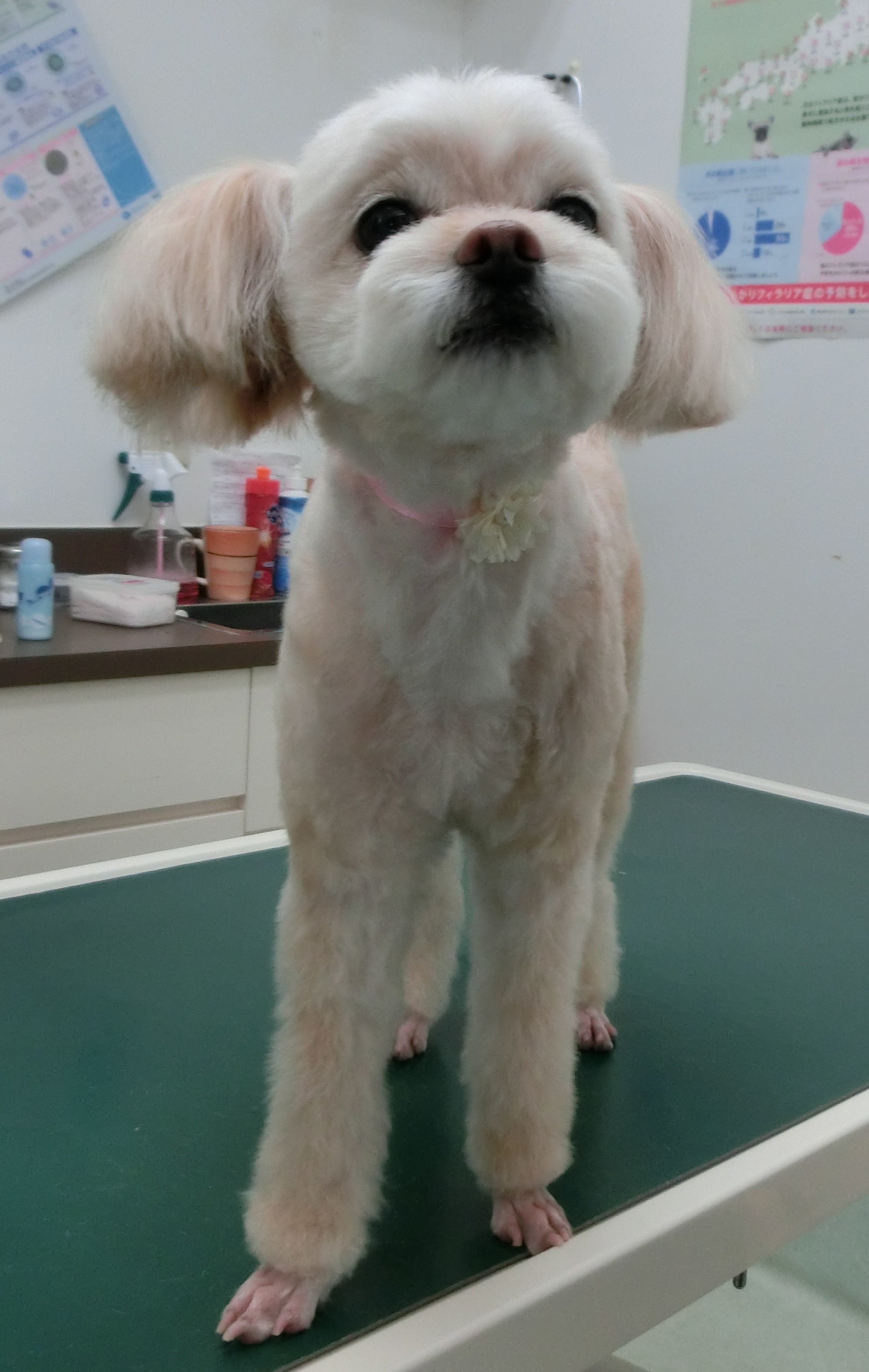 yuki yuki