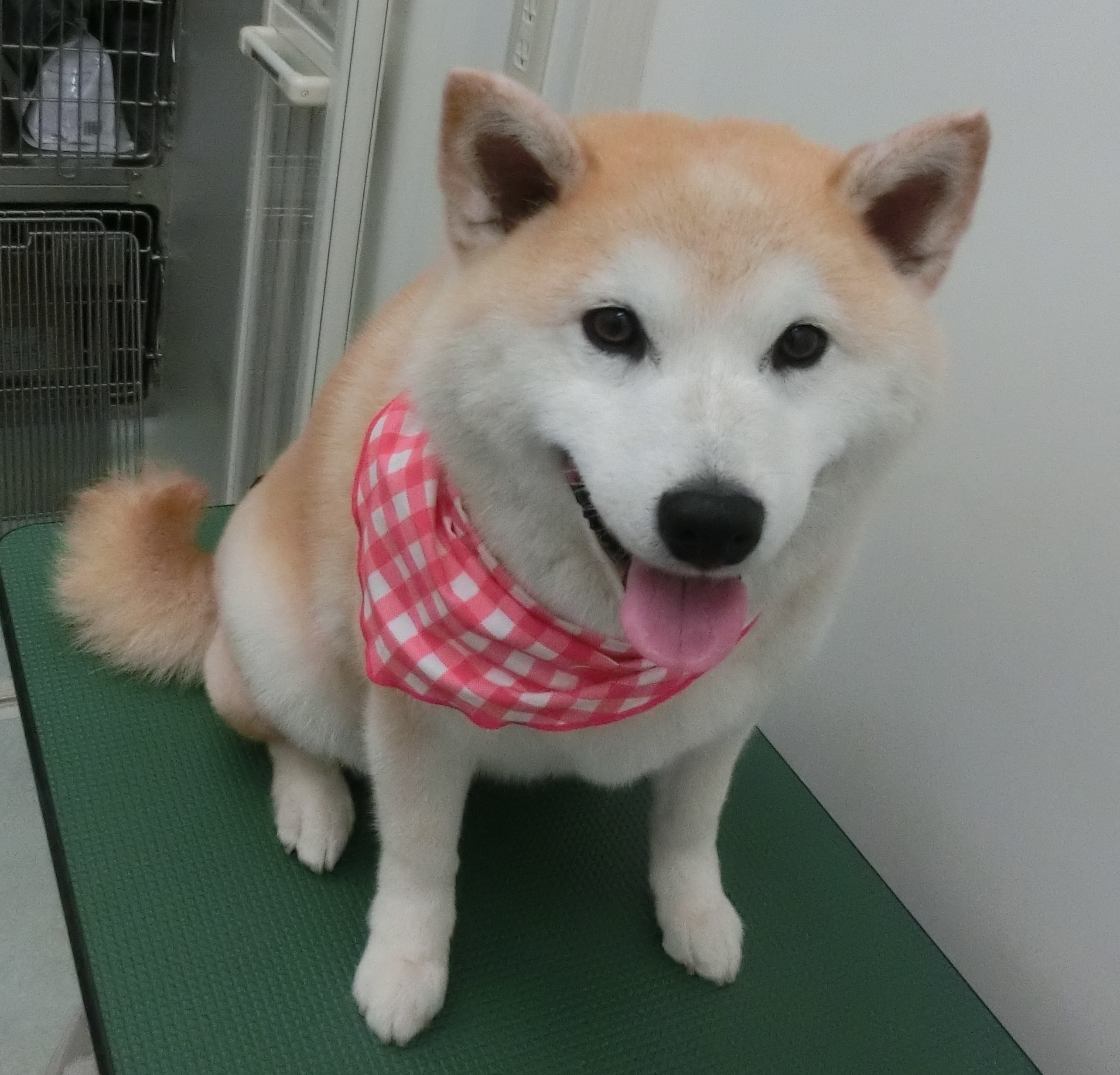 うめちゃn うめちゃn