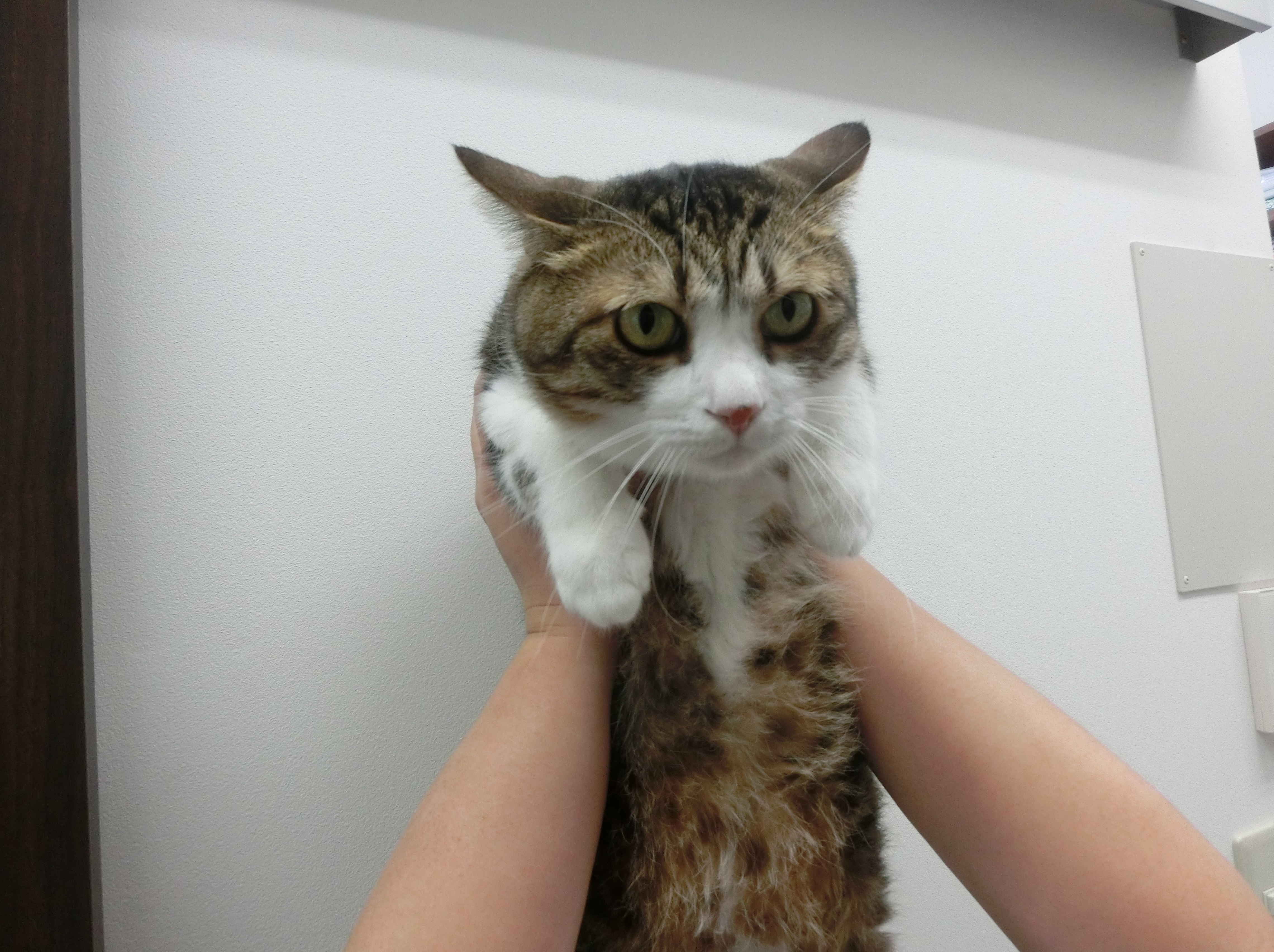 筋トレ 筋トレ