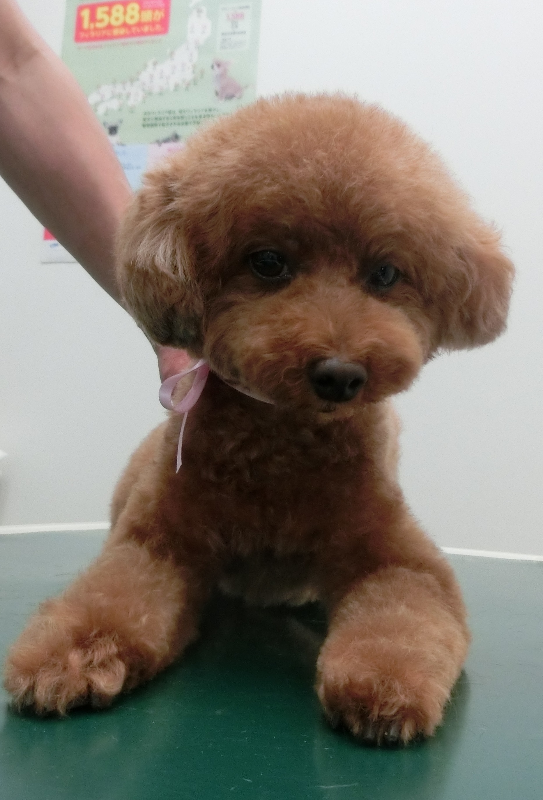 ここちゃん ここちゃん