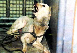 狂犬病の犬 狂犬病の犬