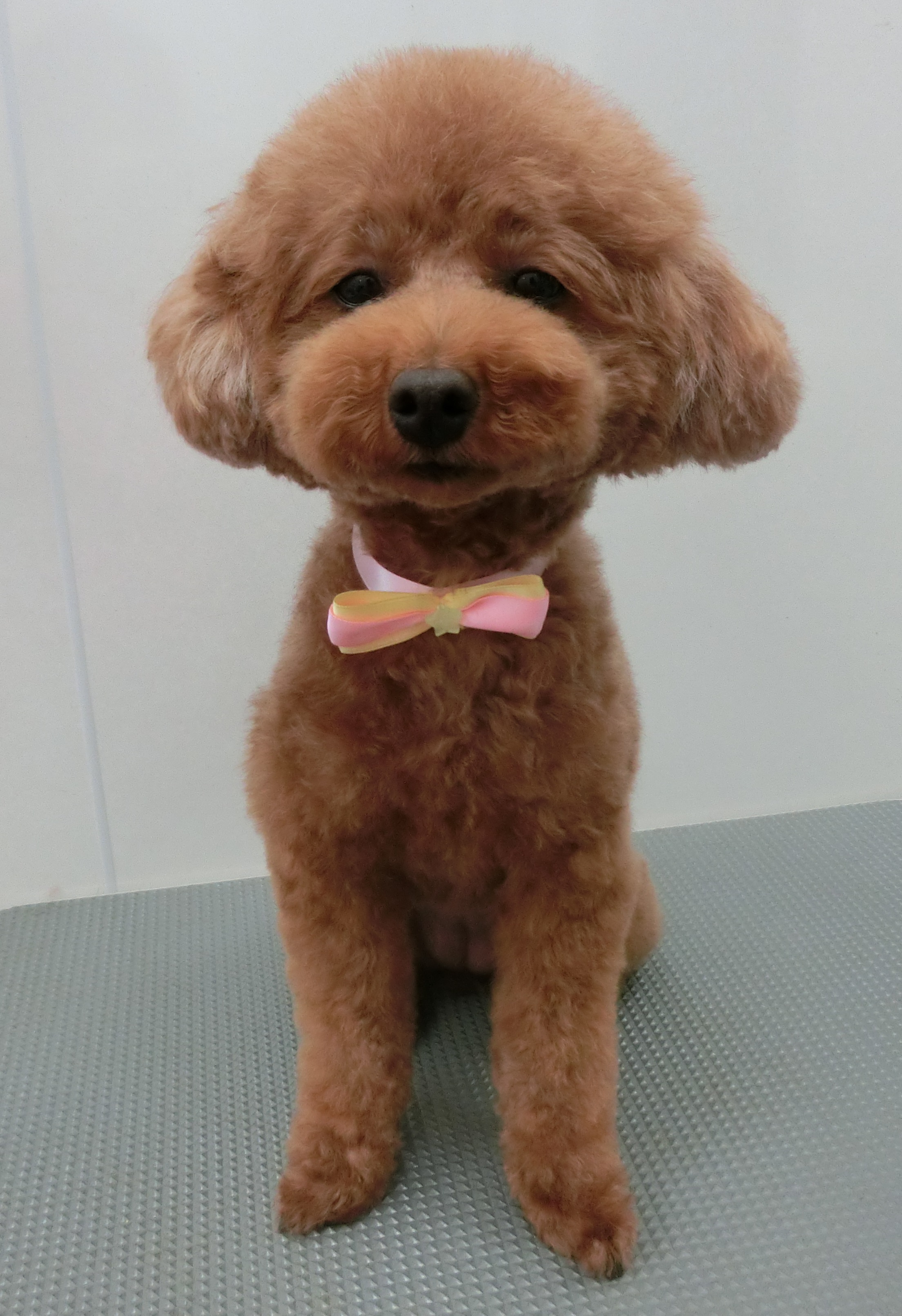 ココちゃん ココちゃん